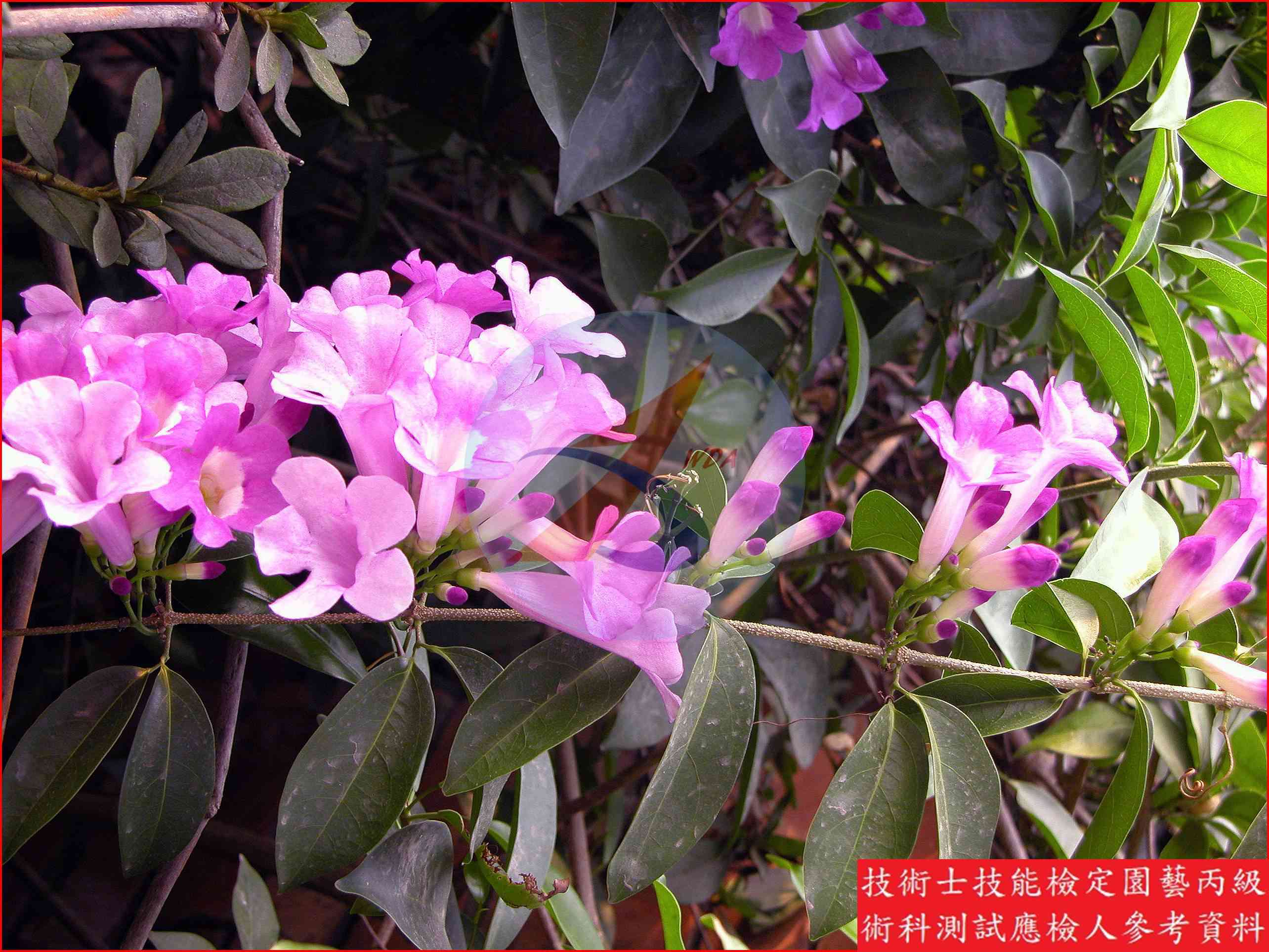 蒜香藤 園藝丙級識別圖片 2