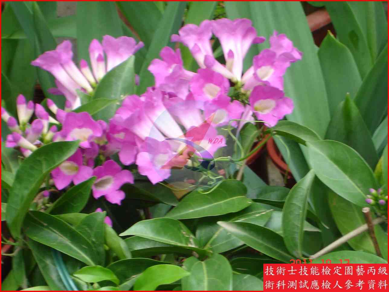 蒜香藤 園藝丙級識別圖片 3