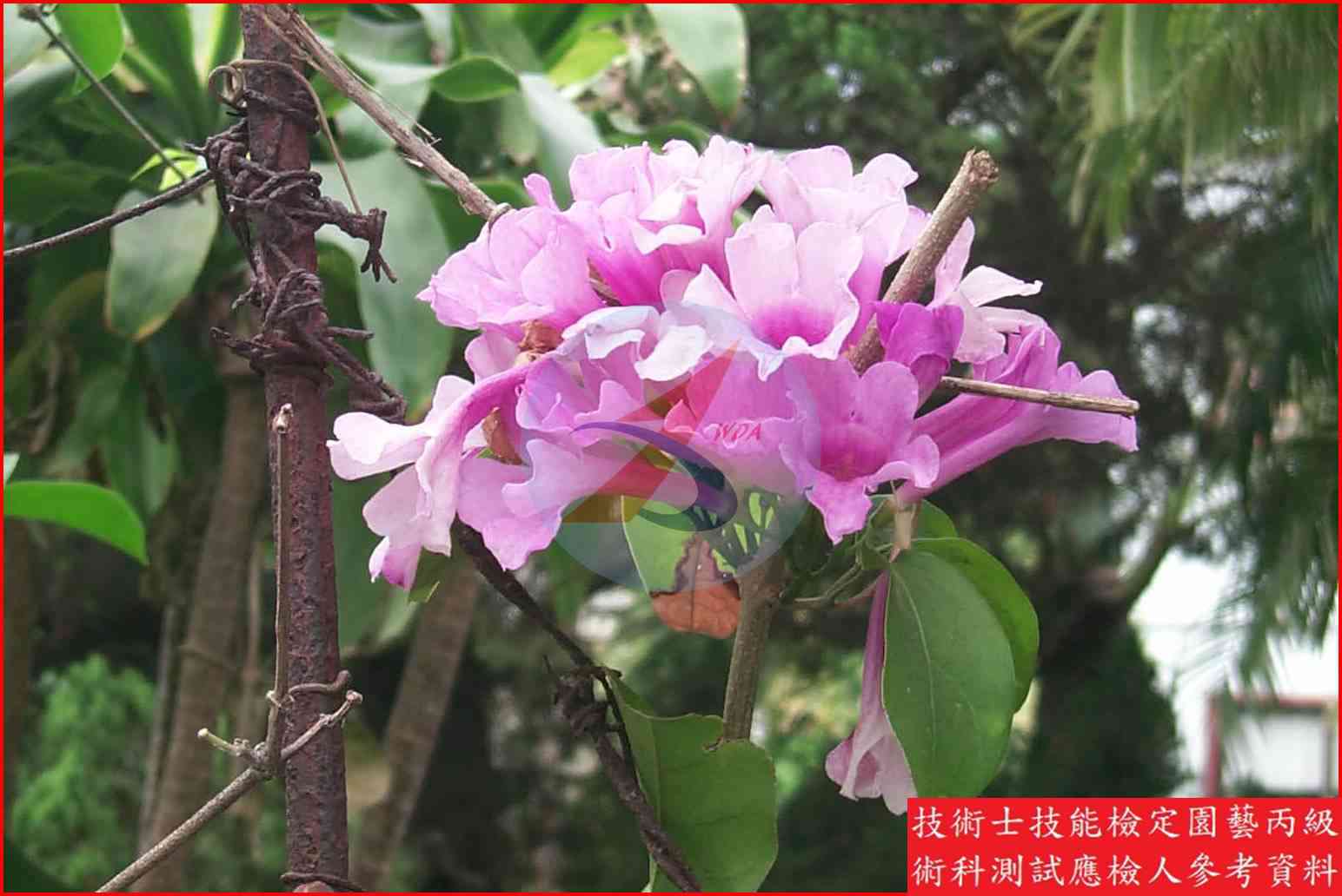 蒜香藤 園藝丙級識別圖片 4