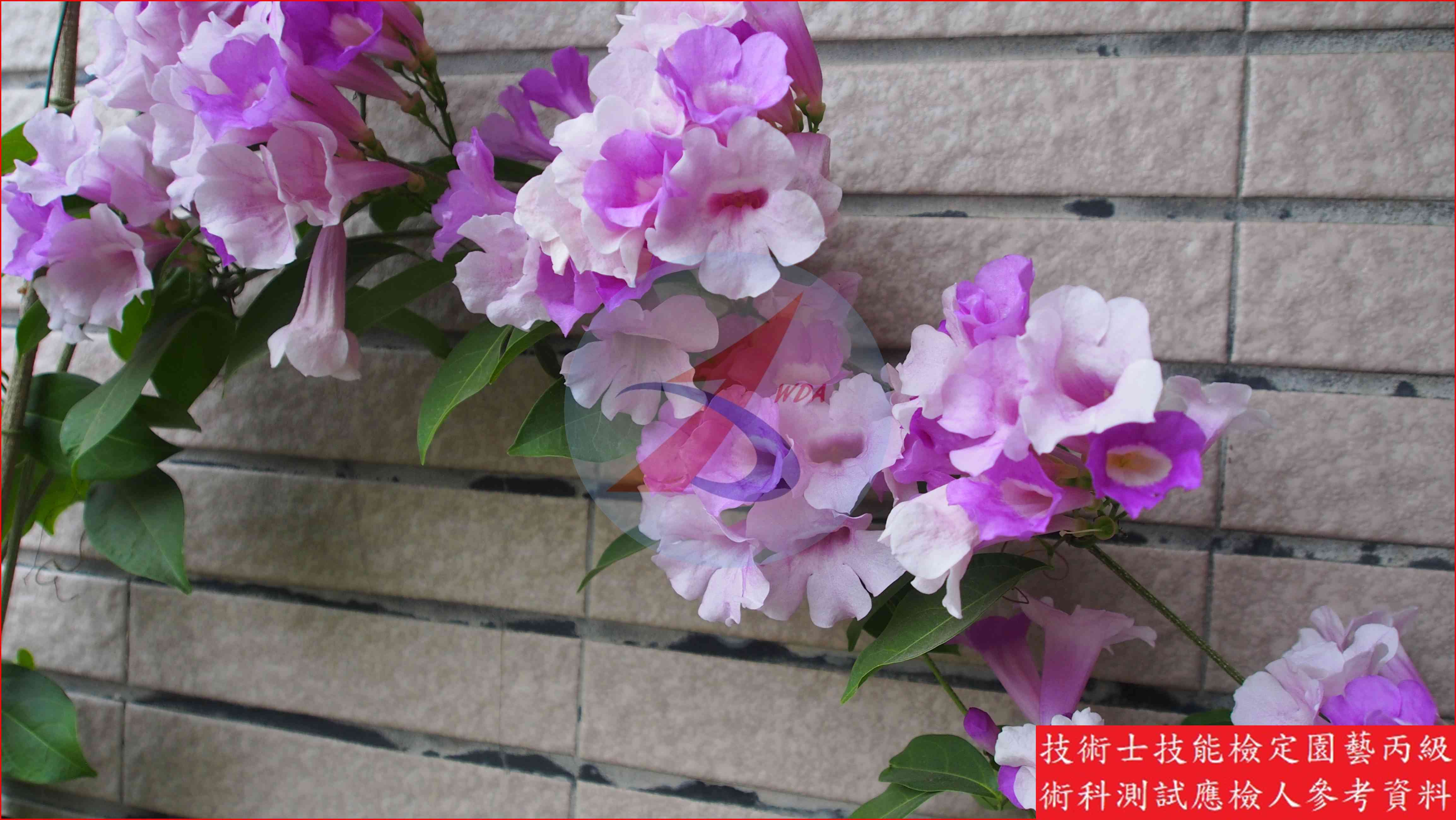 蒜香藤 園藝丙級識別圖片 5