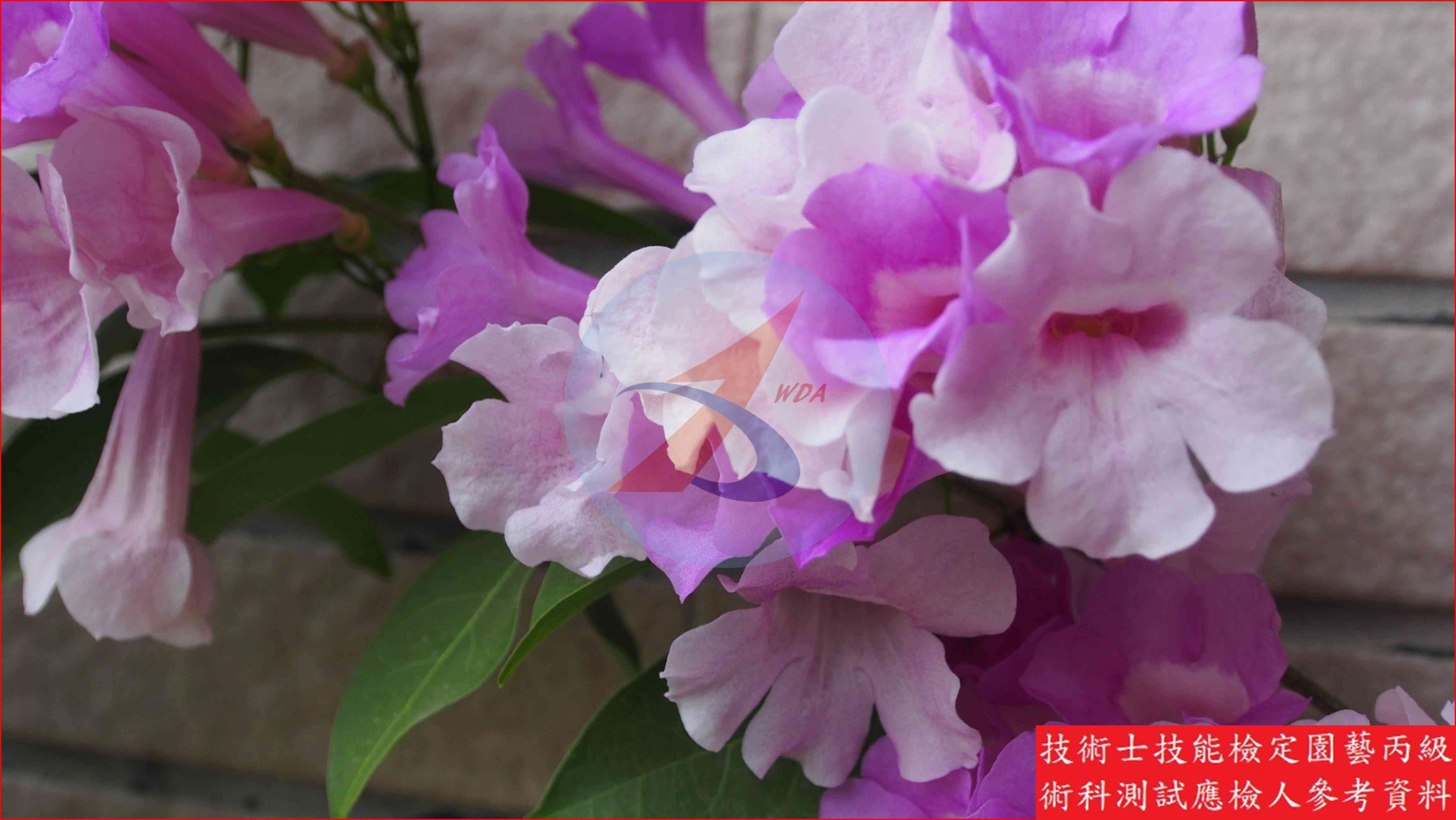 蒜香藤 園藝丙級識別圖片 6