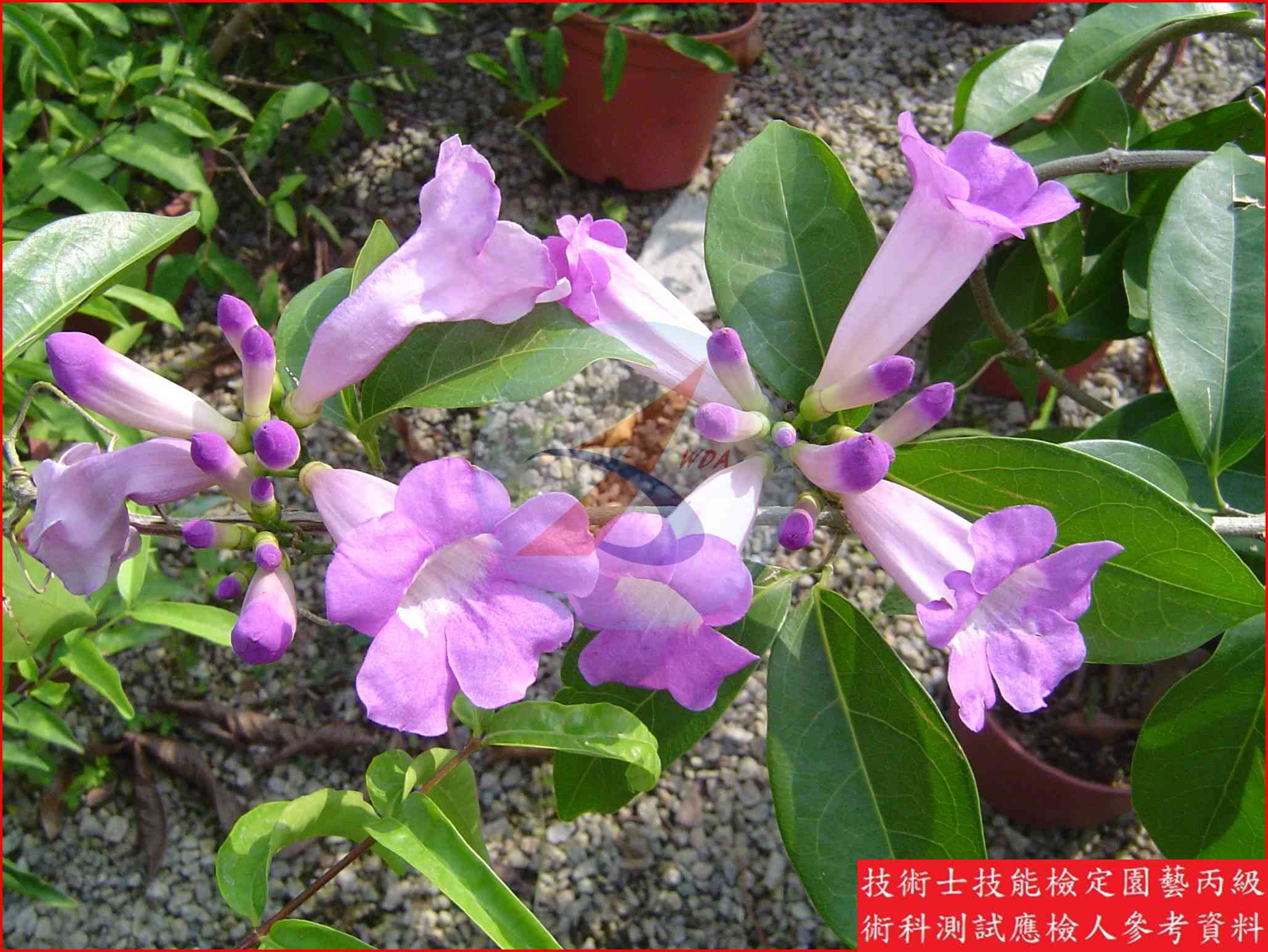 蒜香藤 園藝丙級識別圖片 7