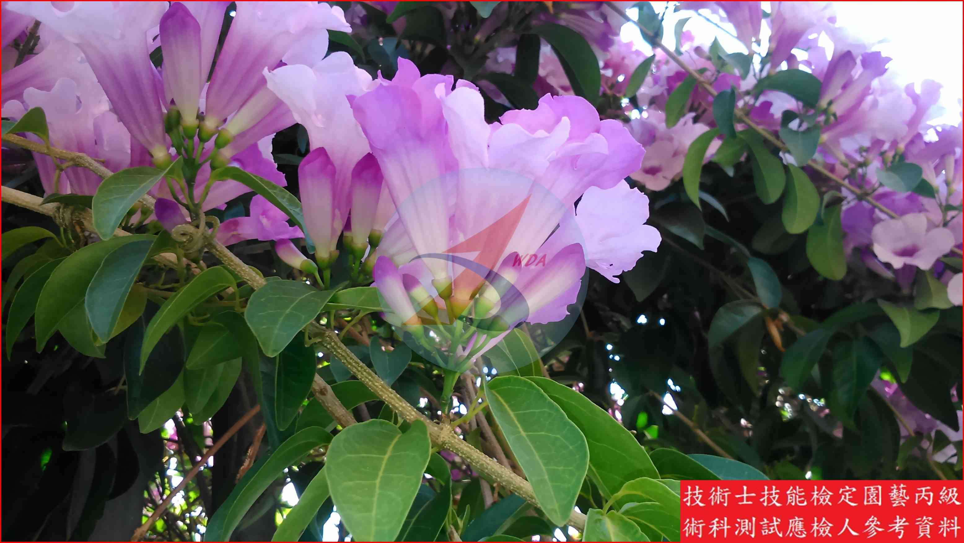 蒜香藤 園藝丙級識別圖片 8