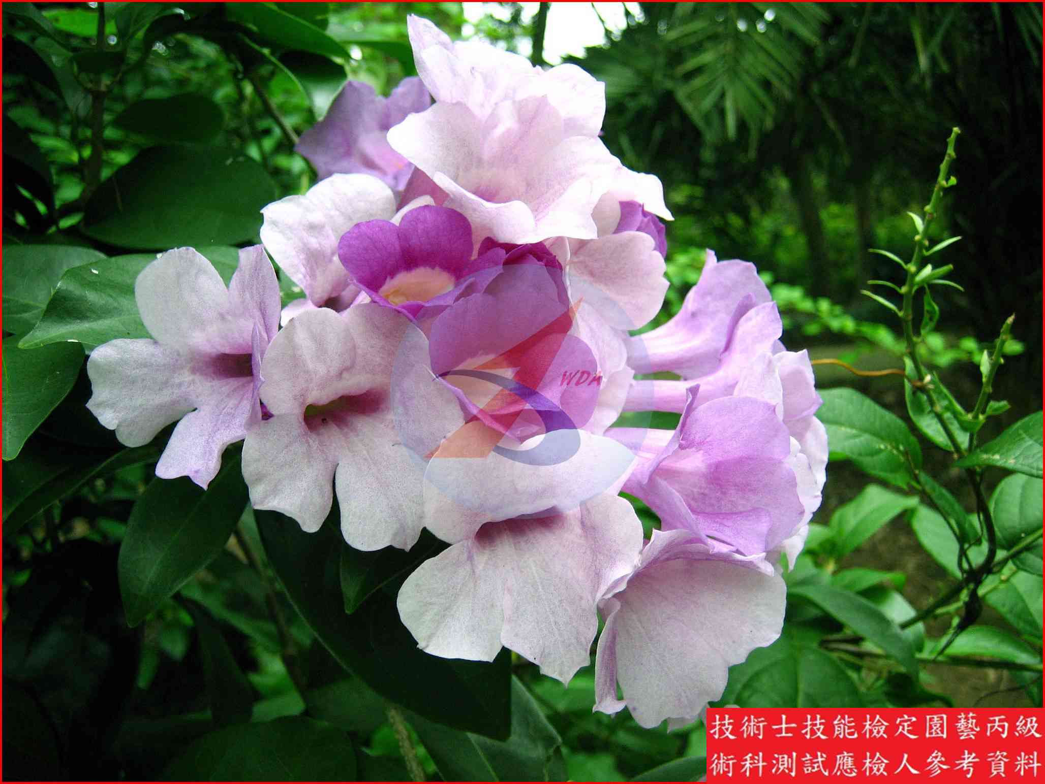 蒜香藤 園藝丙級識別圖片 9
