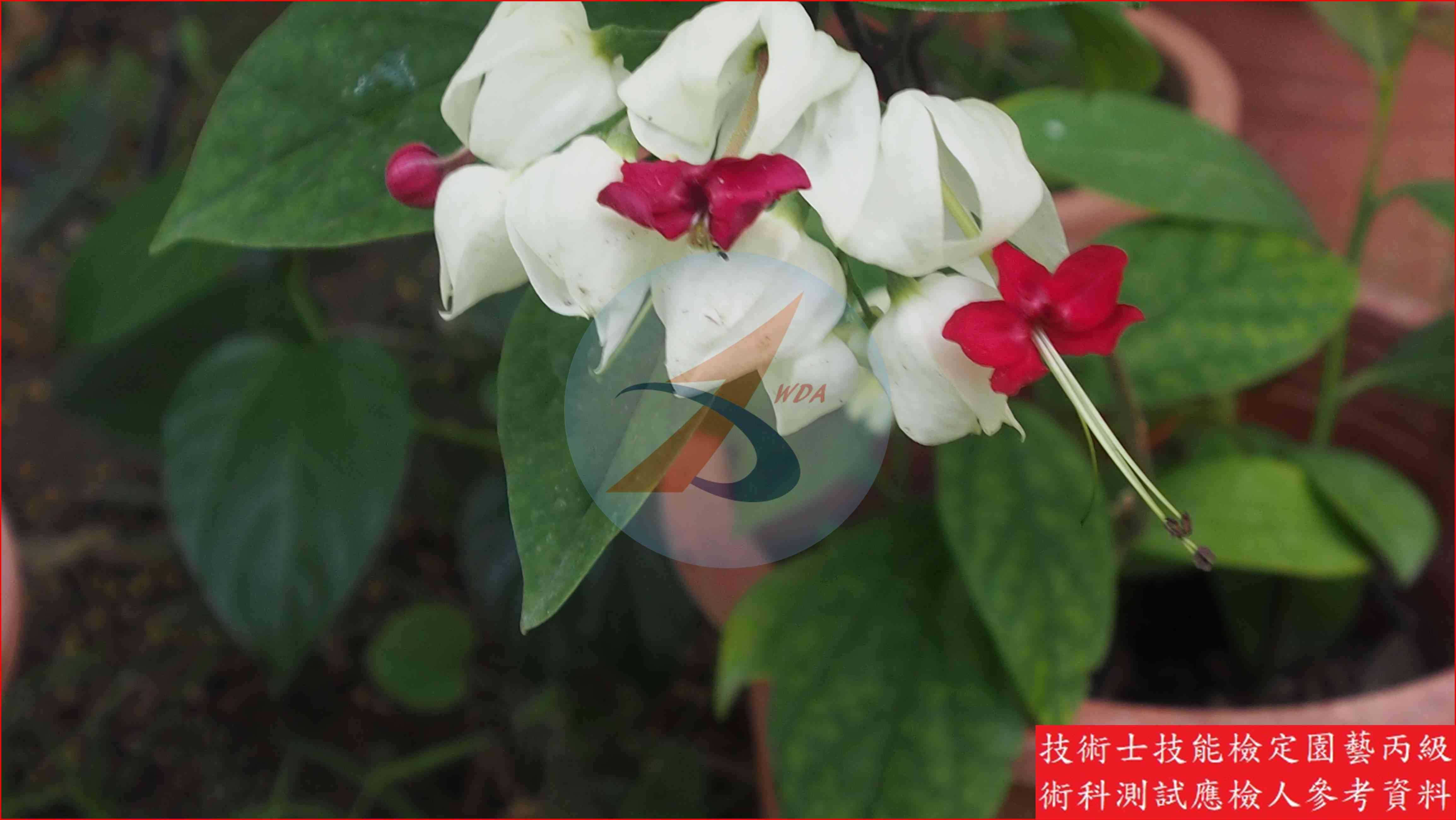 龍吐珠 園藝丙級辨識圖片