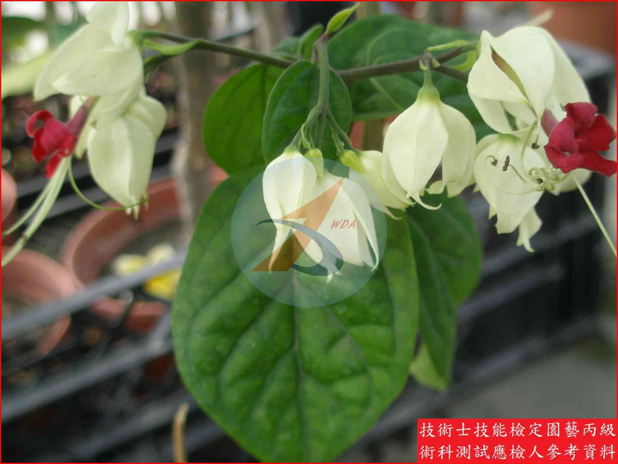 龍吐珠 園藝丙級識別圖片 2