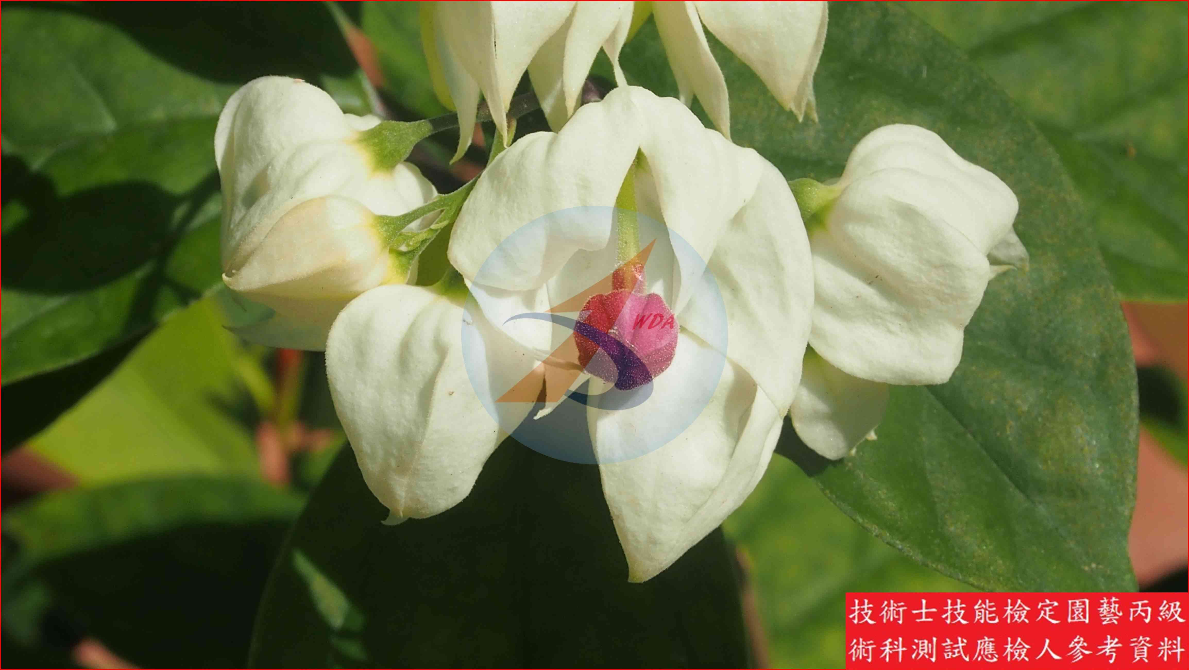 龍吐珠 園藝丙級識別圖片 3