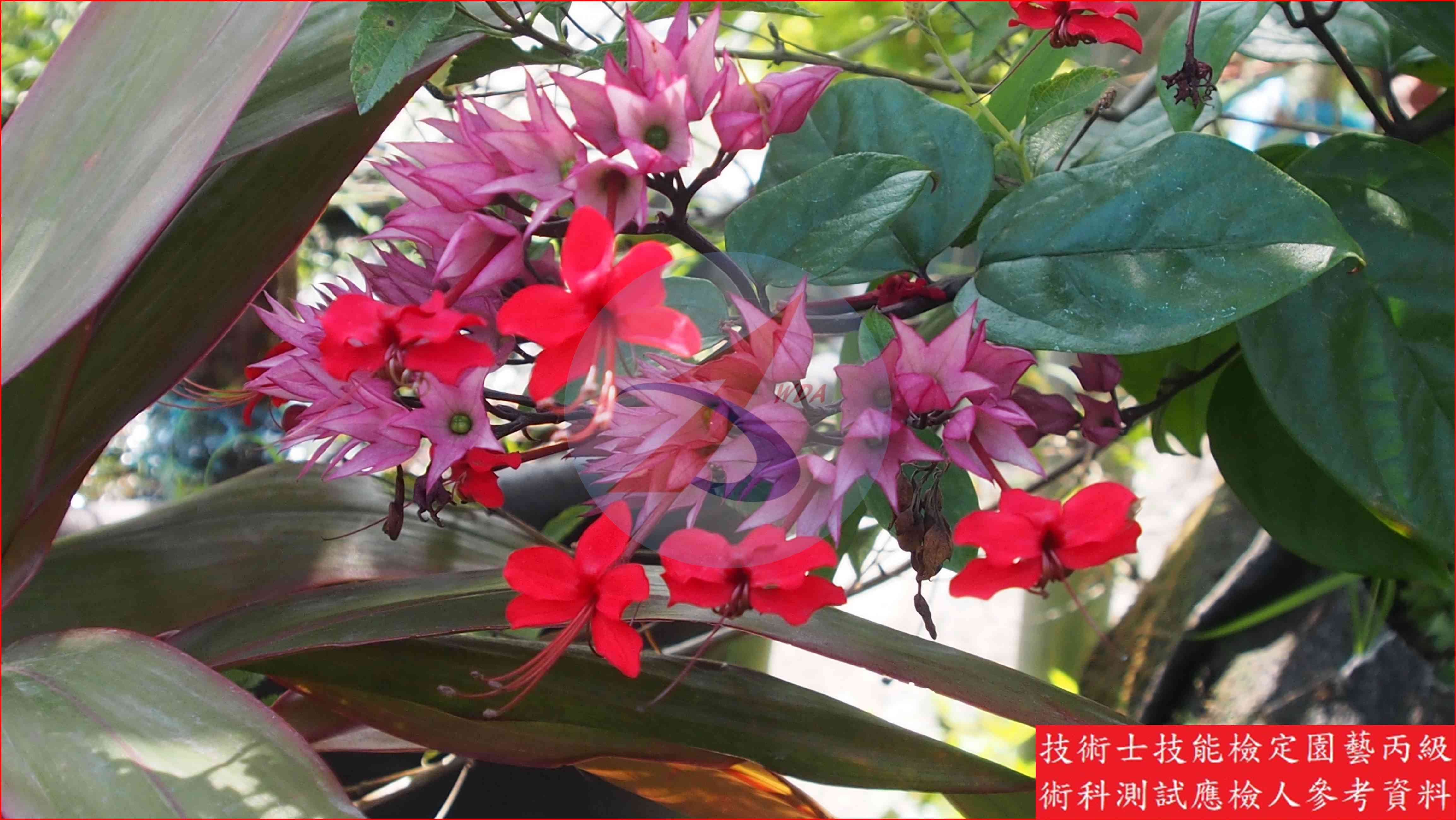 龍吐珠 園藝丙級識別圖片 4