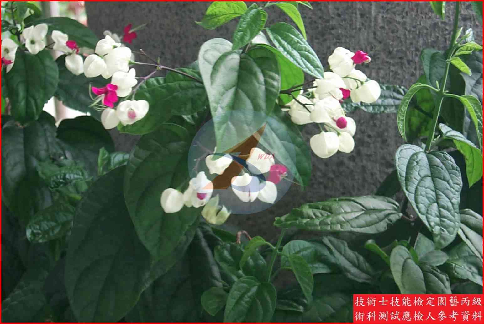 龍吐珠 園藝丙級識別圖片 5