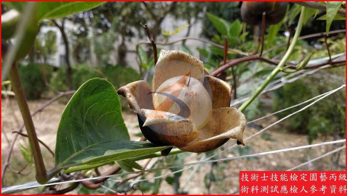 木玫瑰 園藝丙級辨識圖片