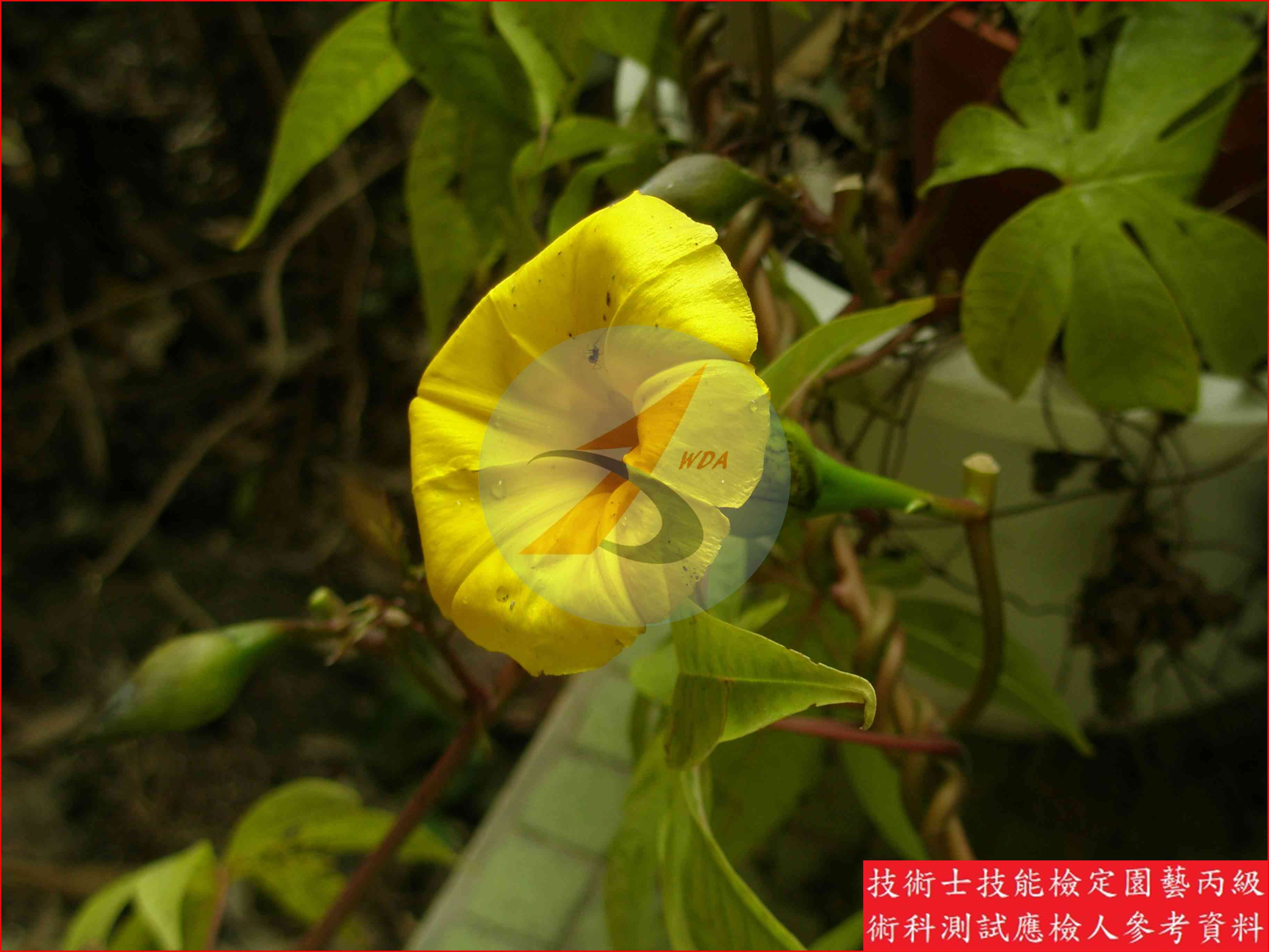 木玫瑰 園藝丙級識別圖片 10