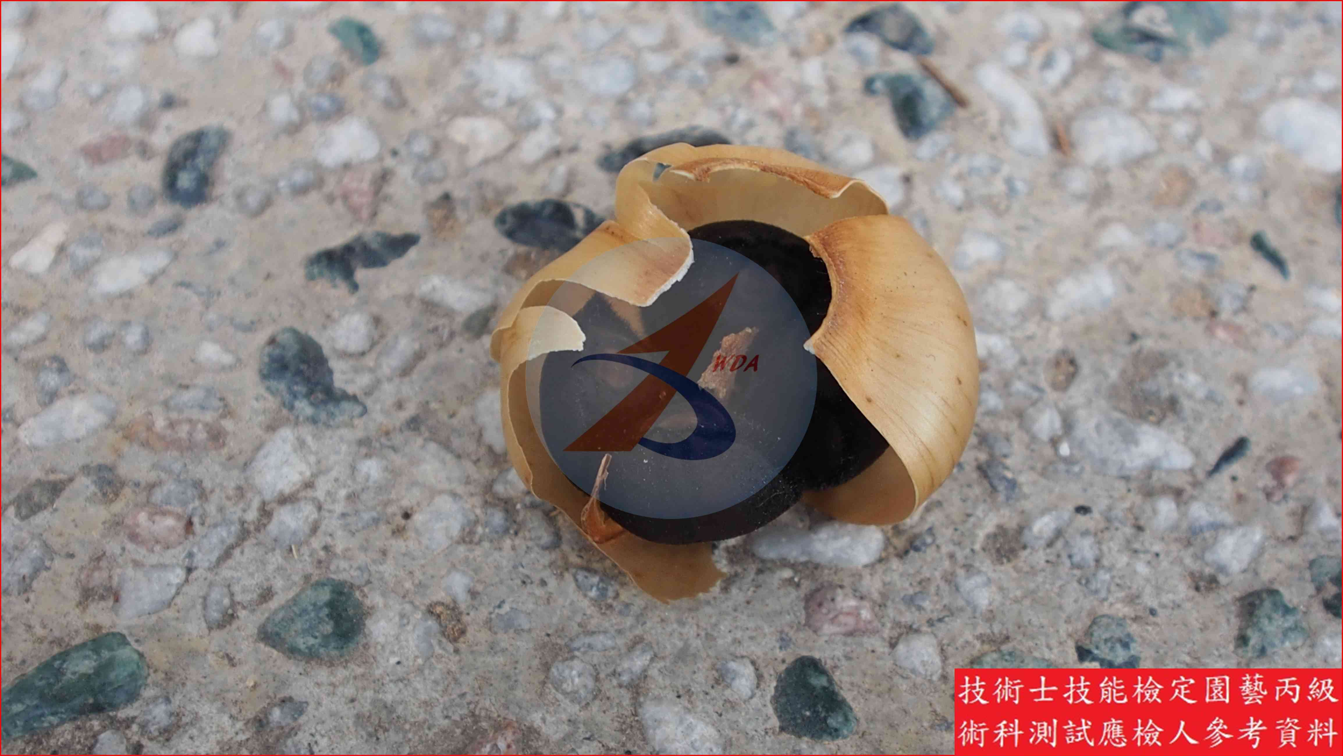 木玫瑰 園藝丙級識別圖片 11