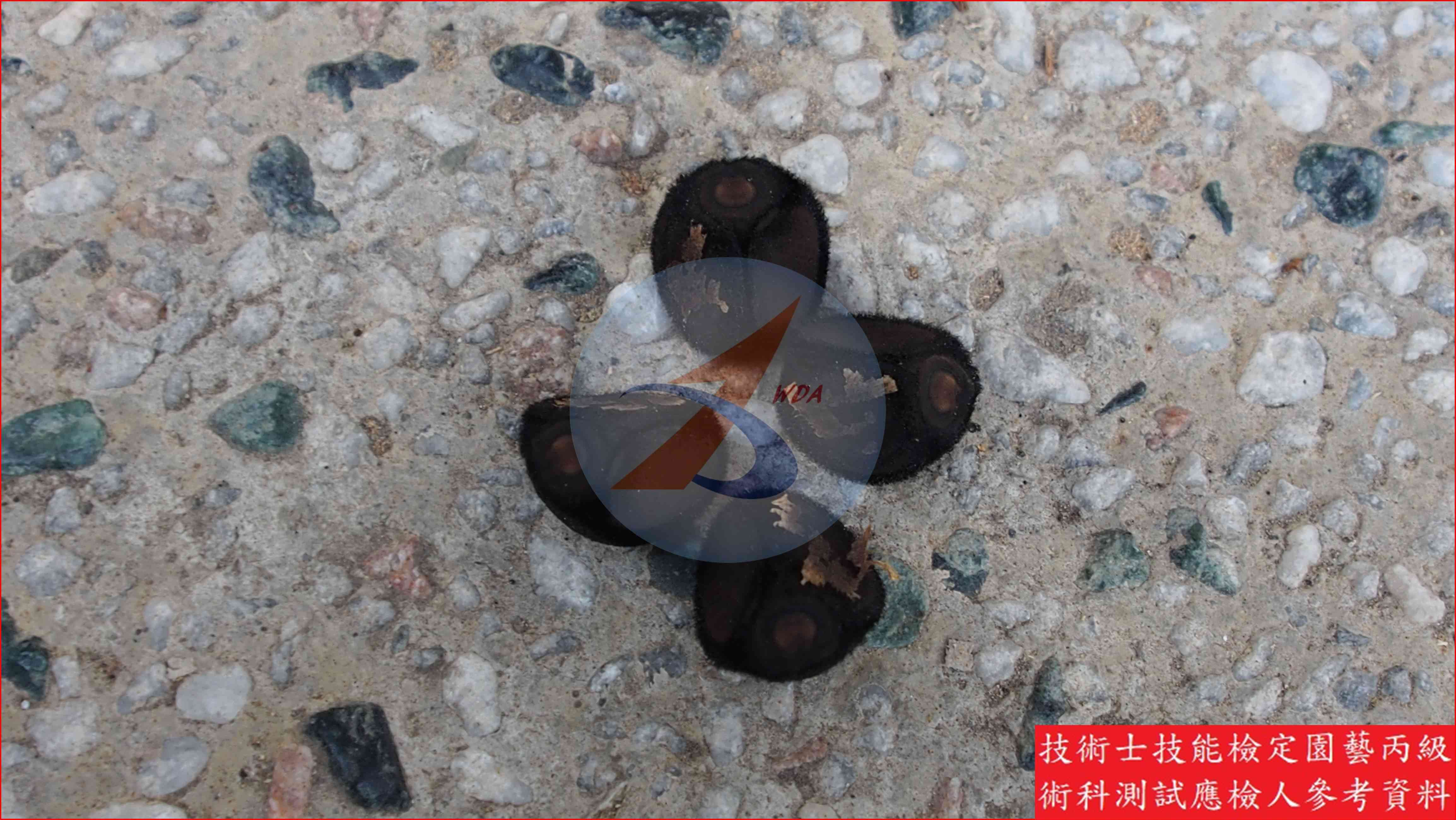 木玫瑰 園藝丙級識別圖片 12