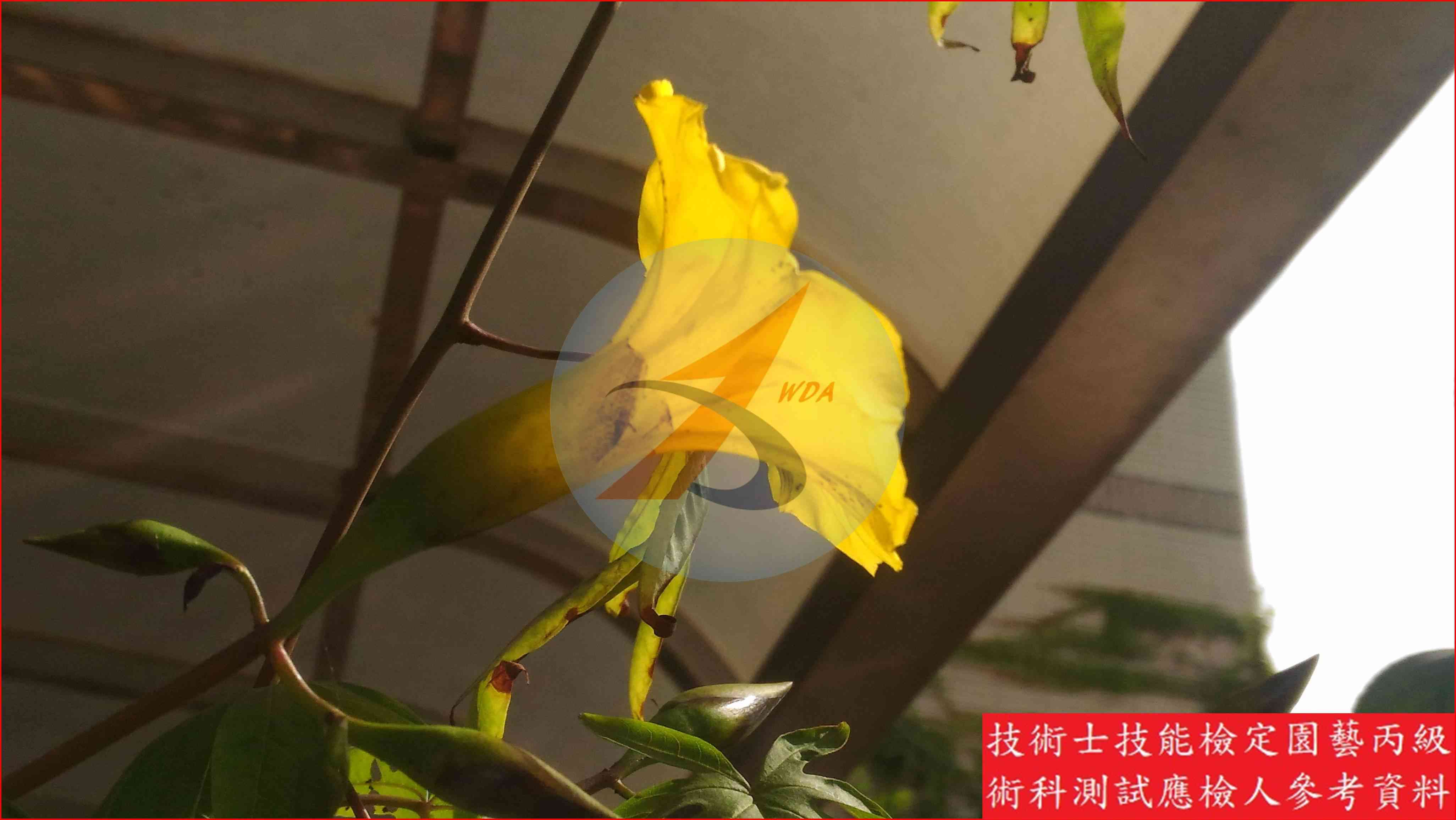 木玫瑰 園藝丙級識別圖片 2
