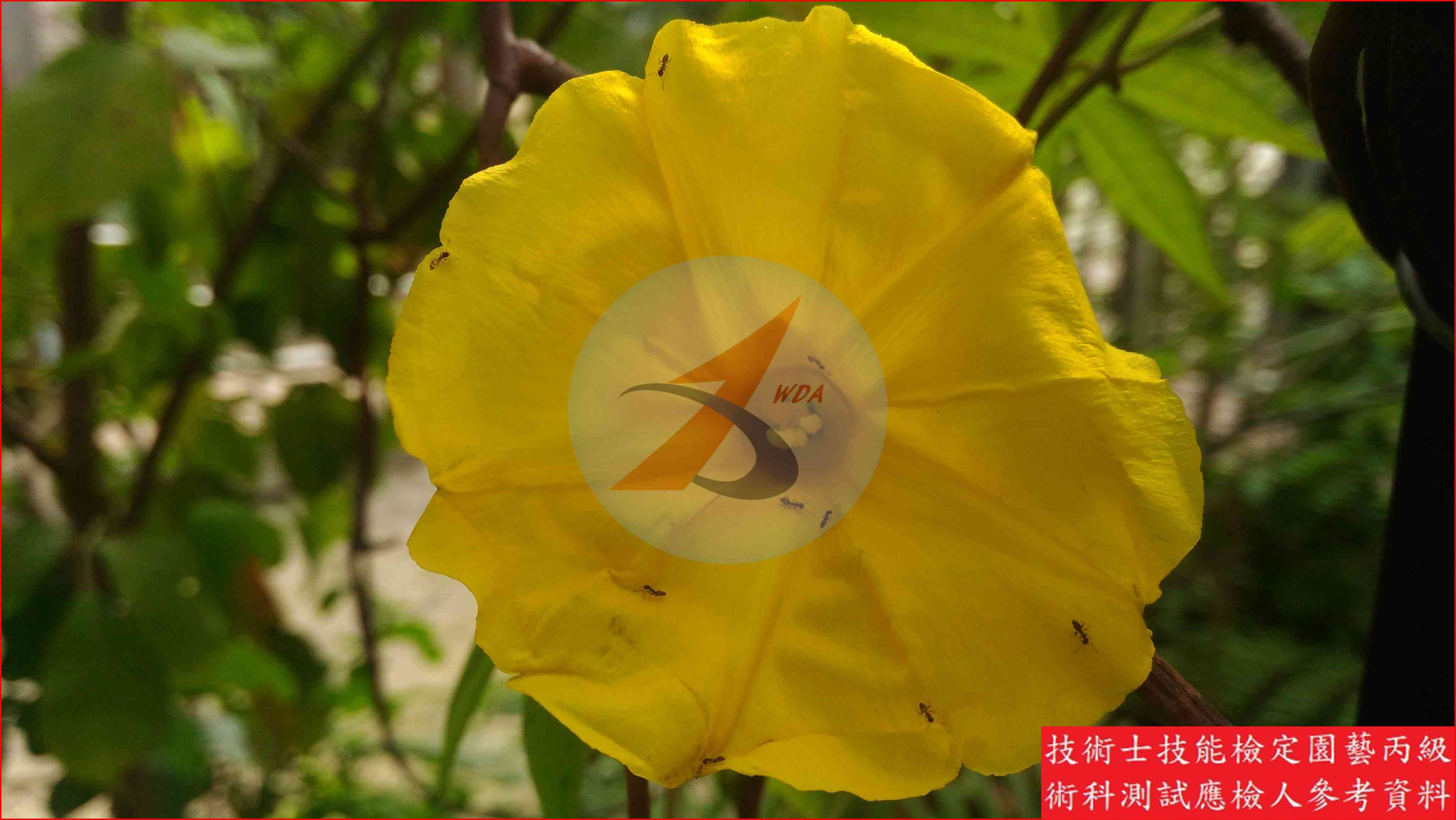 木玫瑰 園藝丙級識別圖片 3
