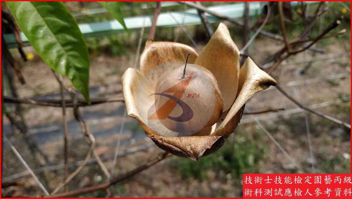 木玫瑰 園藝丙級識別圖片 4