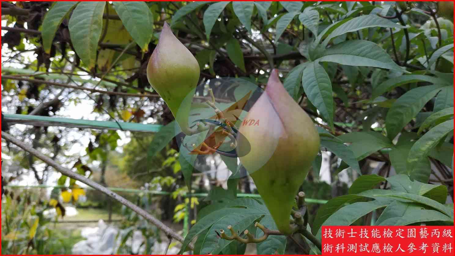 木玫瑰 園藝丙級識別圖片 6