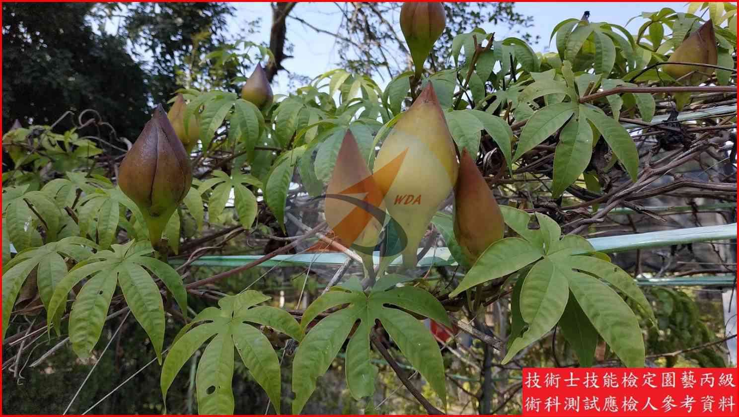 木玫瑰 園藝丙級識別圖片 7
