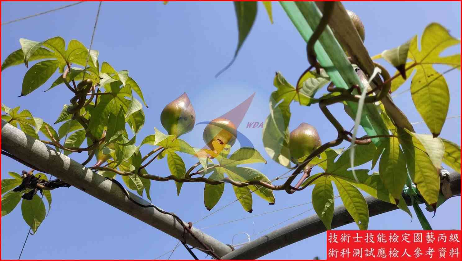 木玫瑰 園藝丙級識別圖片 8