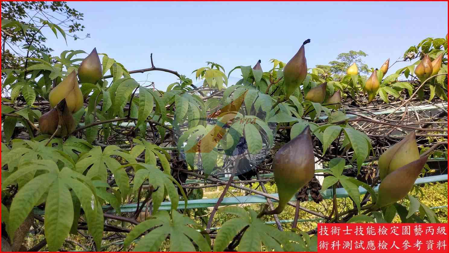 木玫瑰 園藝丙級識別圖片 9