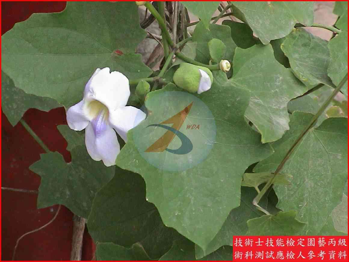 鄧伯花 園藝丙級識別主圖