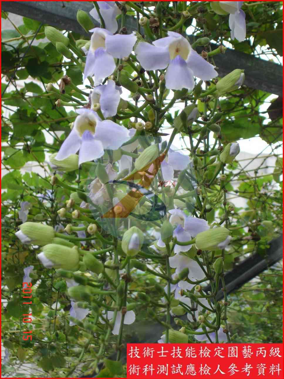 鄧伯花 園藝丙級識別圖片 2