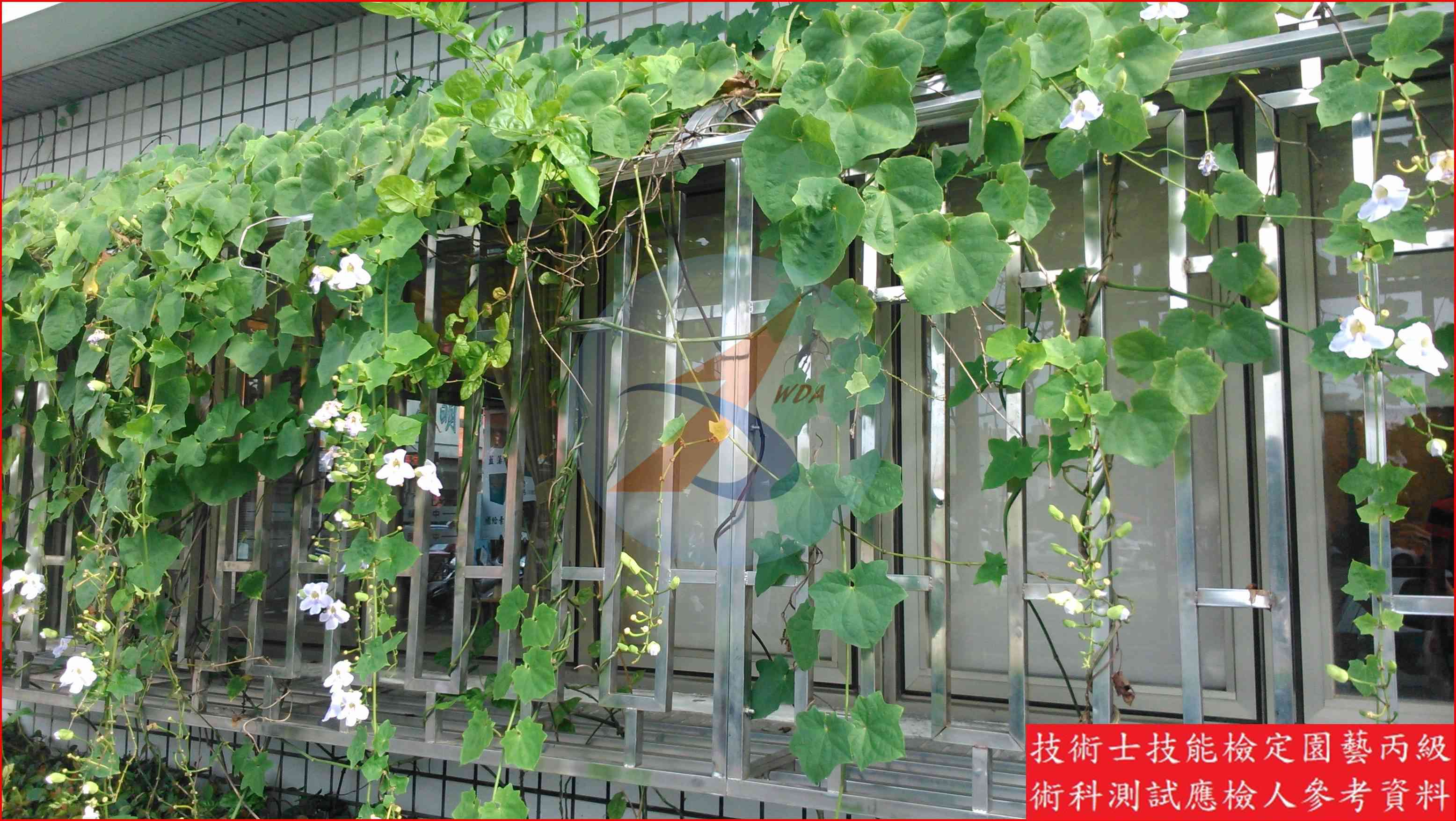 鄧伯花 園藝丙級識別圖片 3