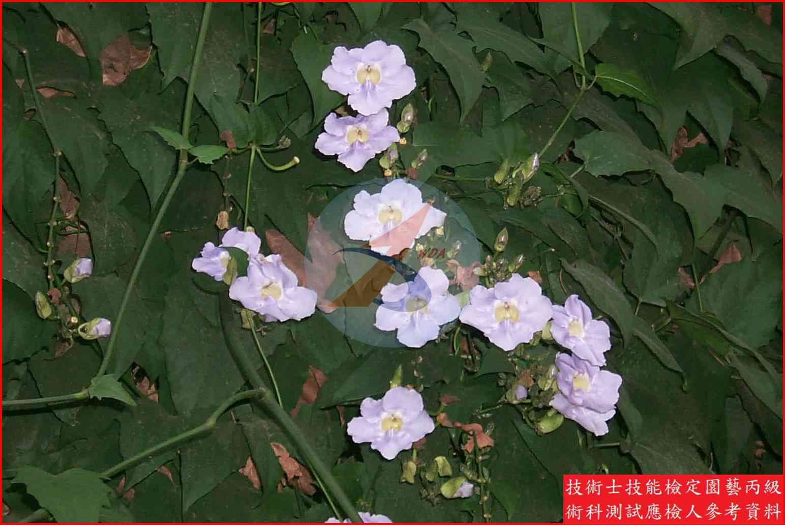鄧伯花 園藝丙級識別圖片 4