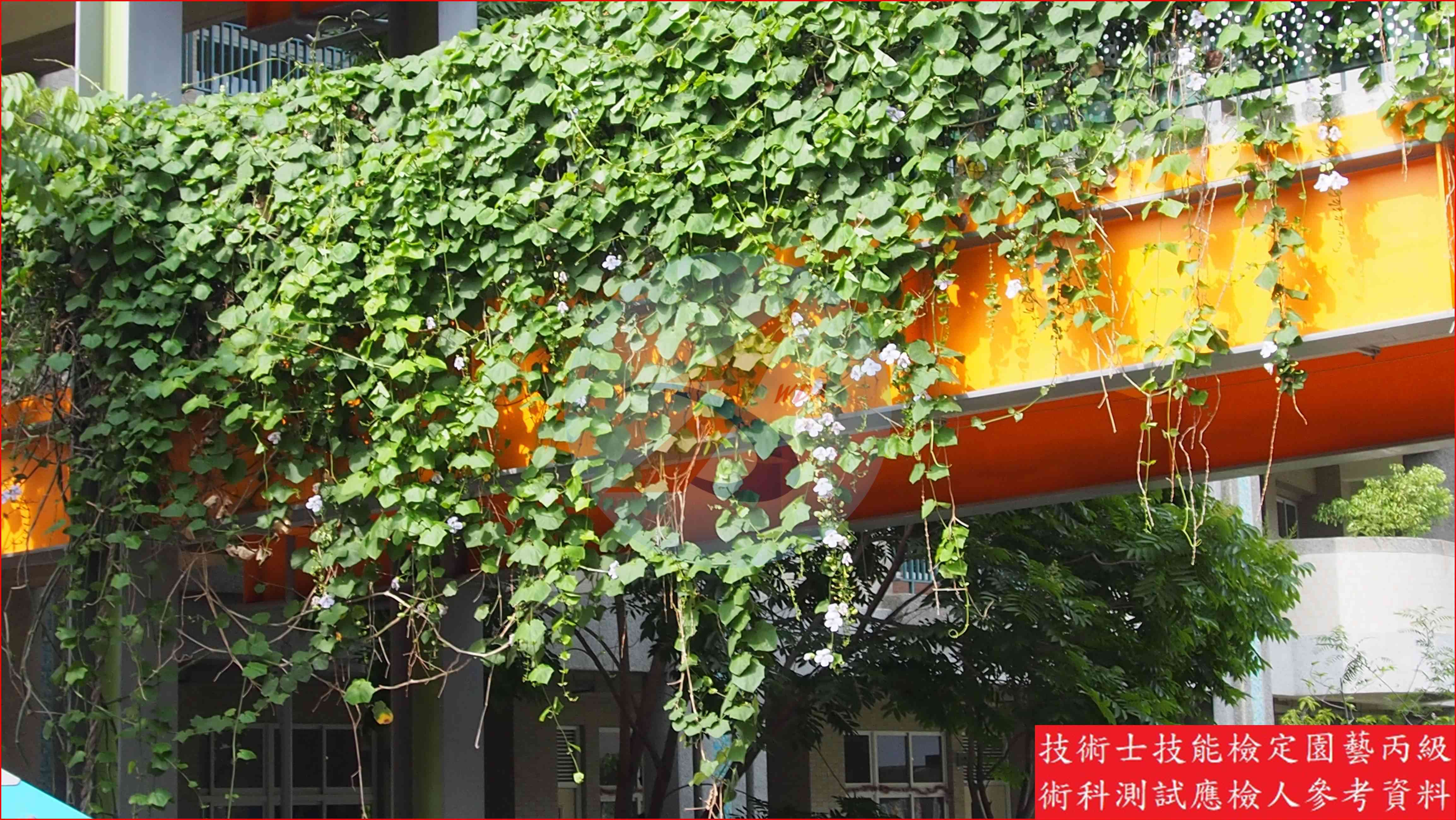 鄧伯花 園藝丙級識別圖片 5