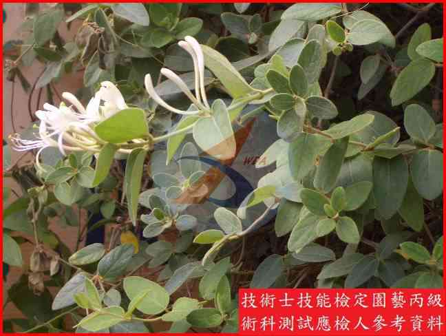 忍冬 園藝丙級識別圖片 2