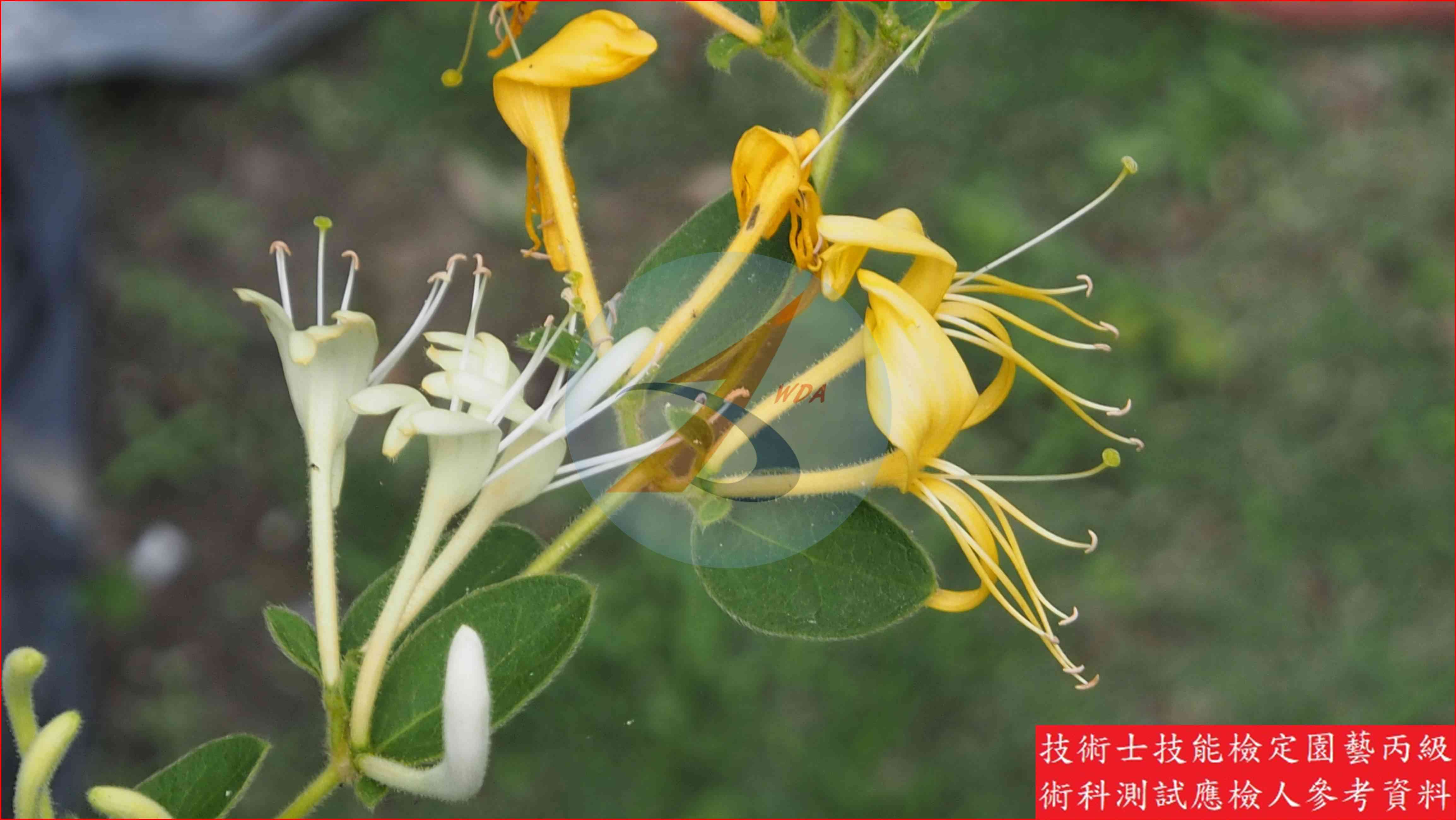 忍冬 園藝丙級識別圖片 3