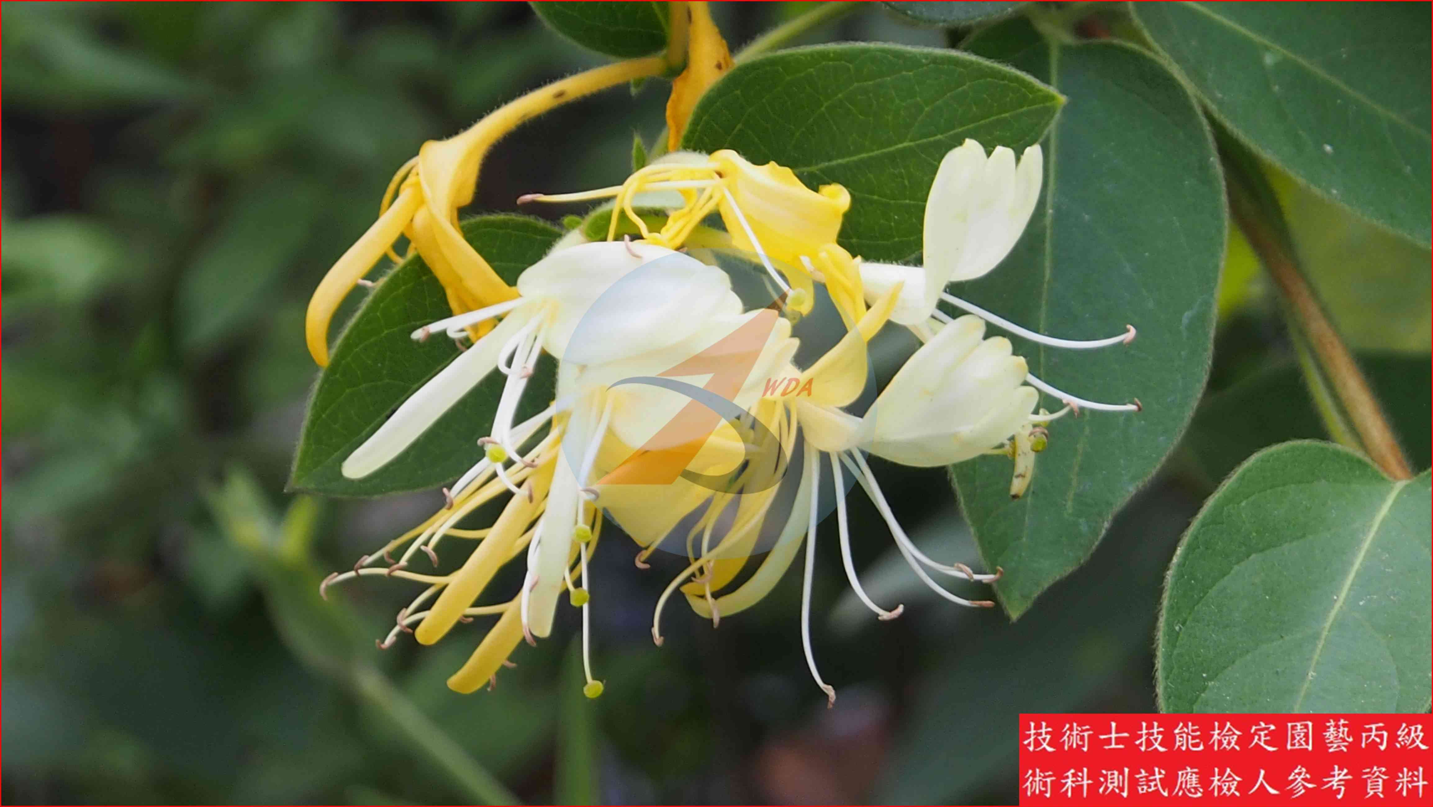 忍冬 園藝丙級識別圖片 4
