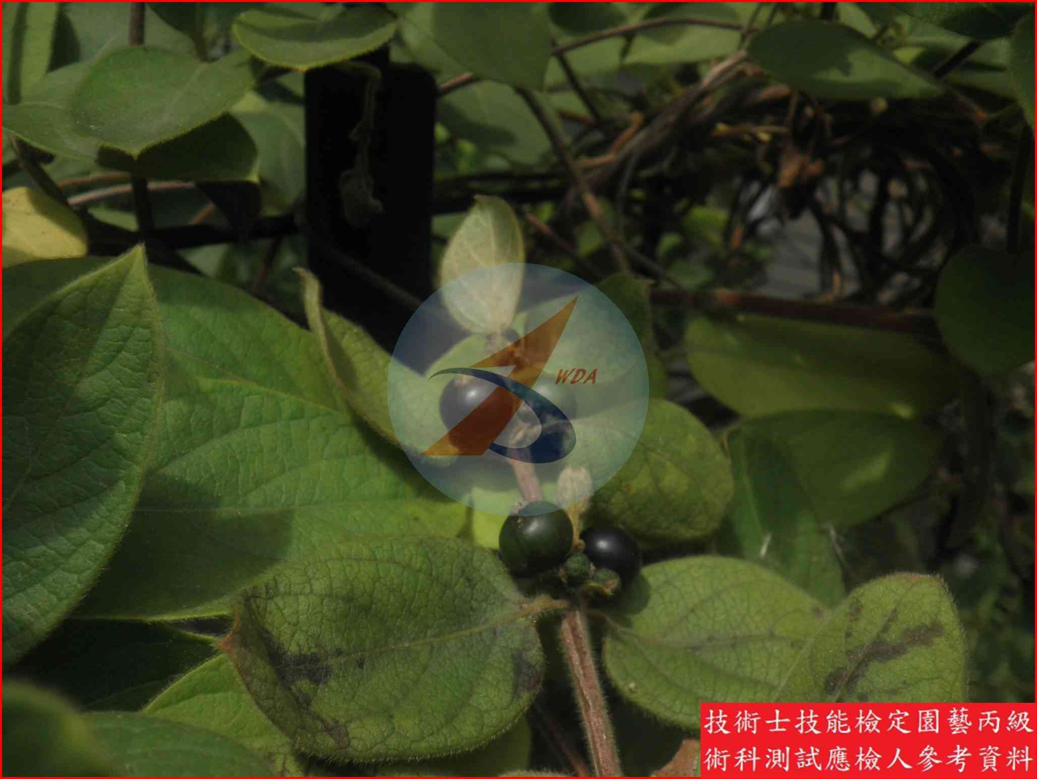 忍冬 園藝丙級識別圖片 5