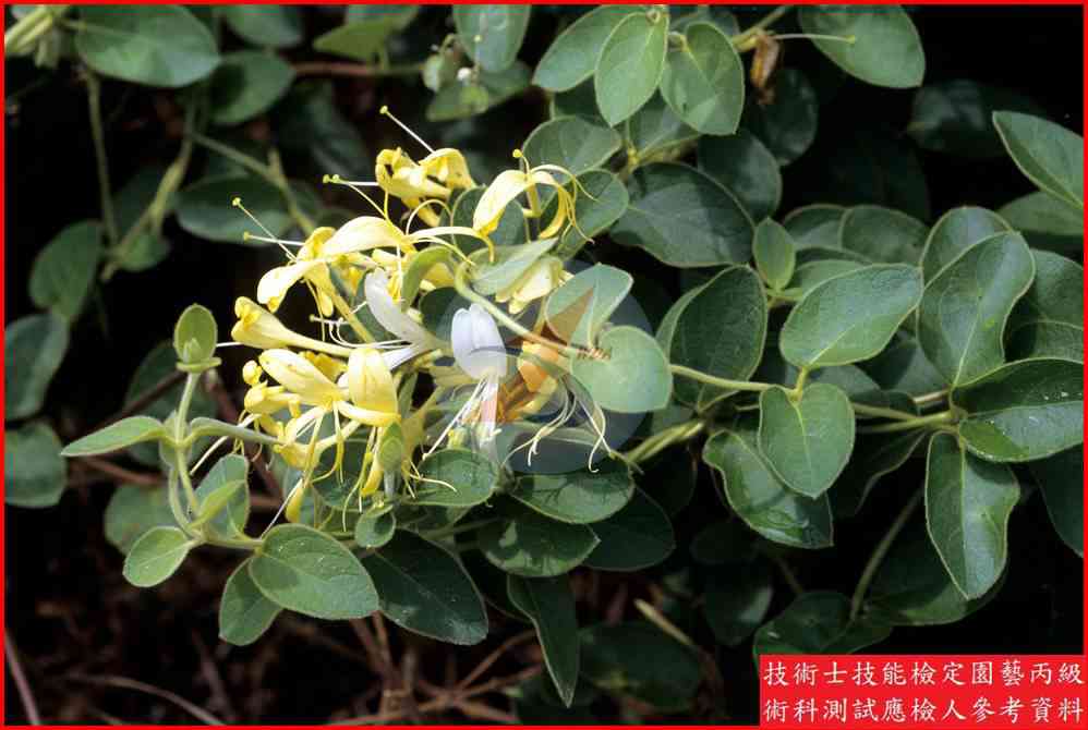 忍冬 園藝丙級識別圖片 6