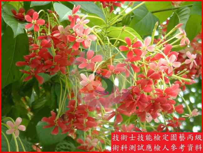 使君子 園藝丙級辨識圖片