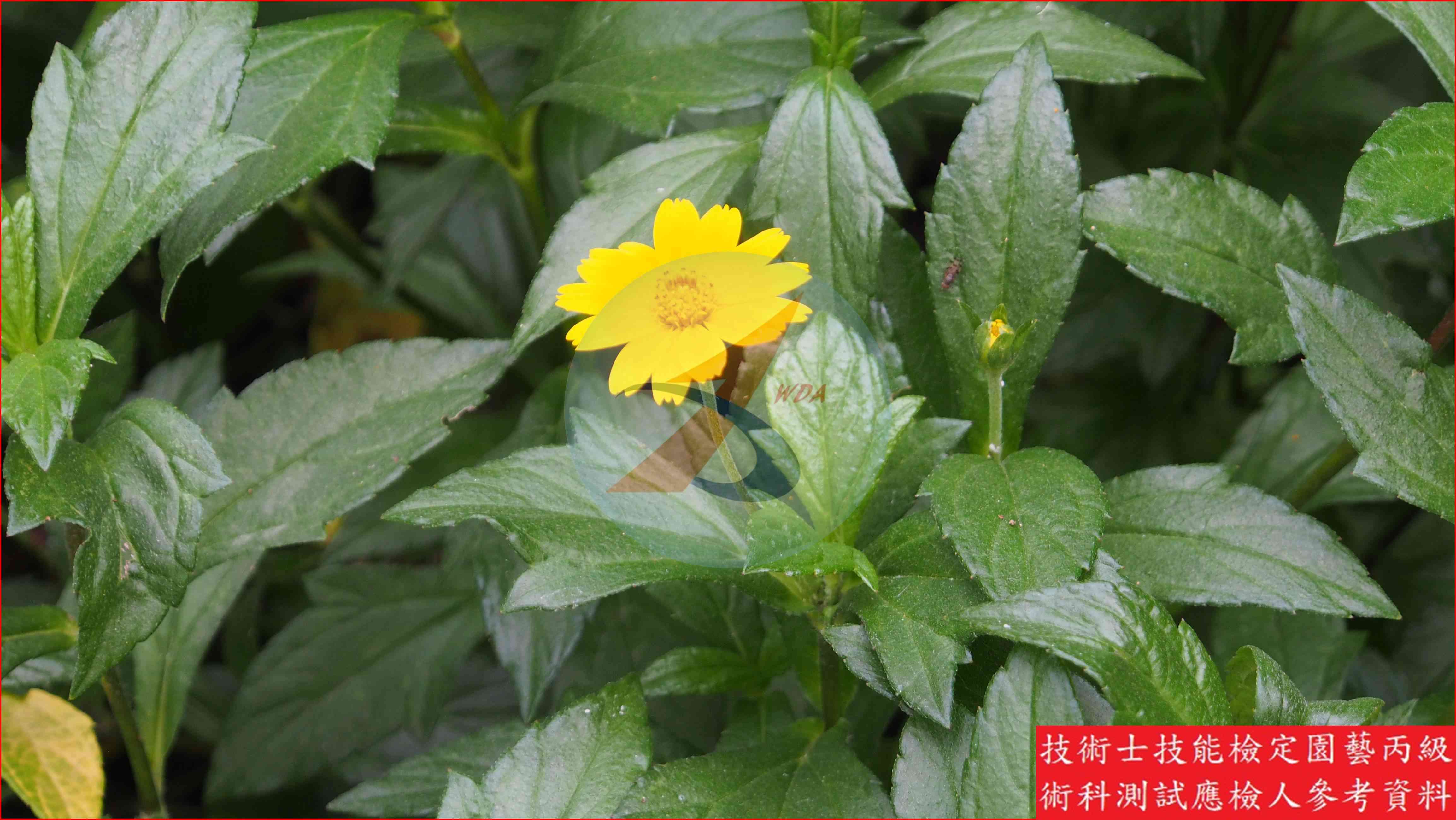 南美蟛蜞菊 園藝丙級識別主圖