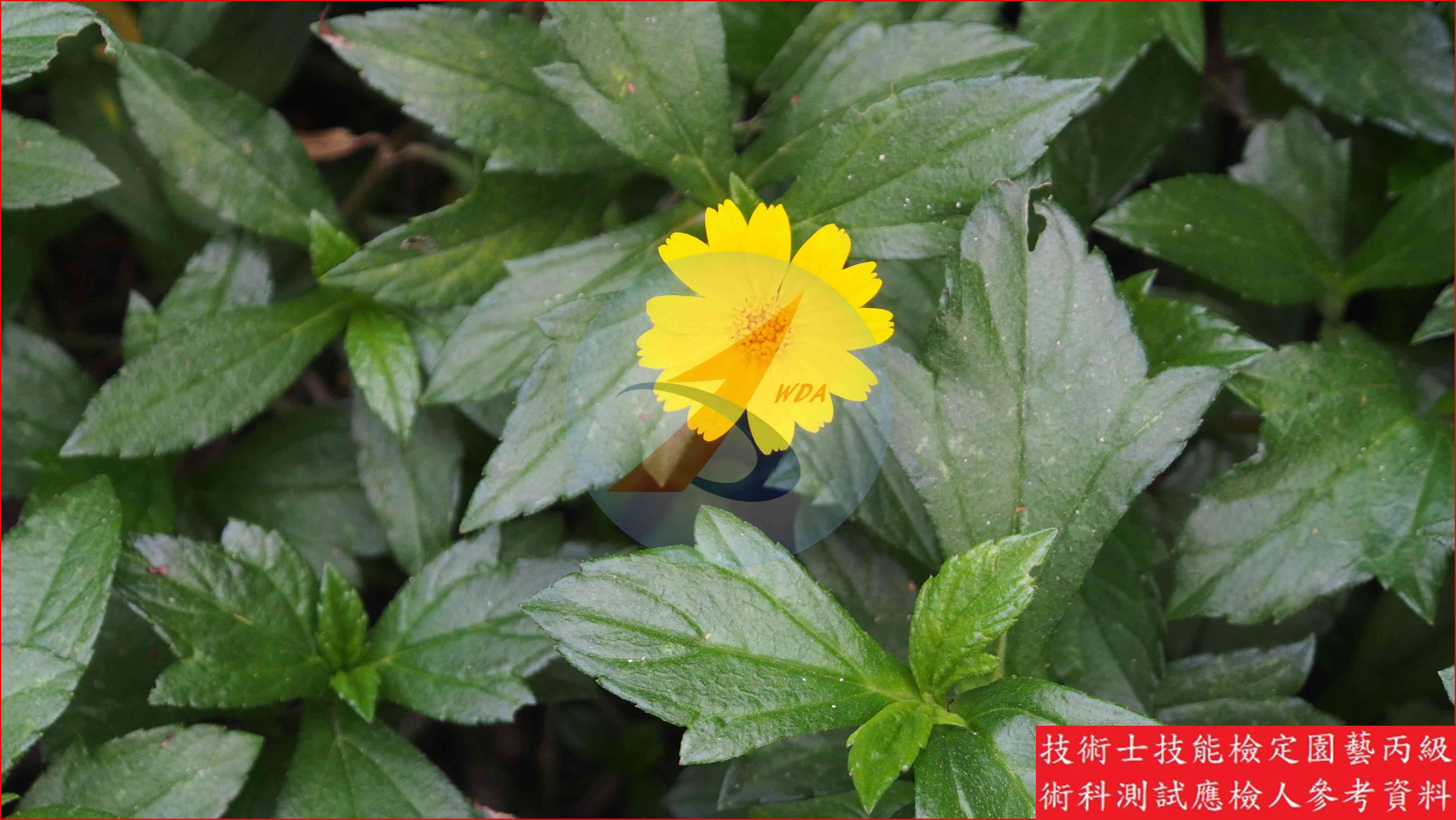 南美蟛蜞菊 園藝丙級識別圖片 2