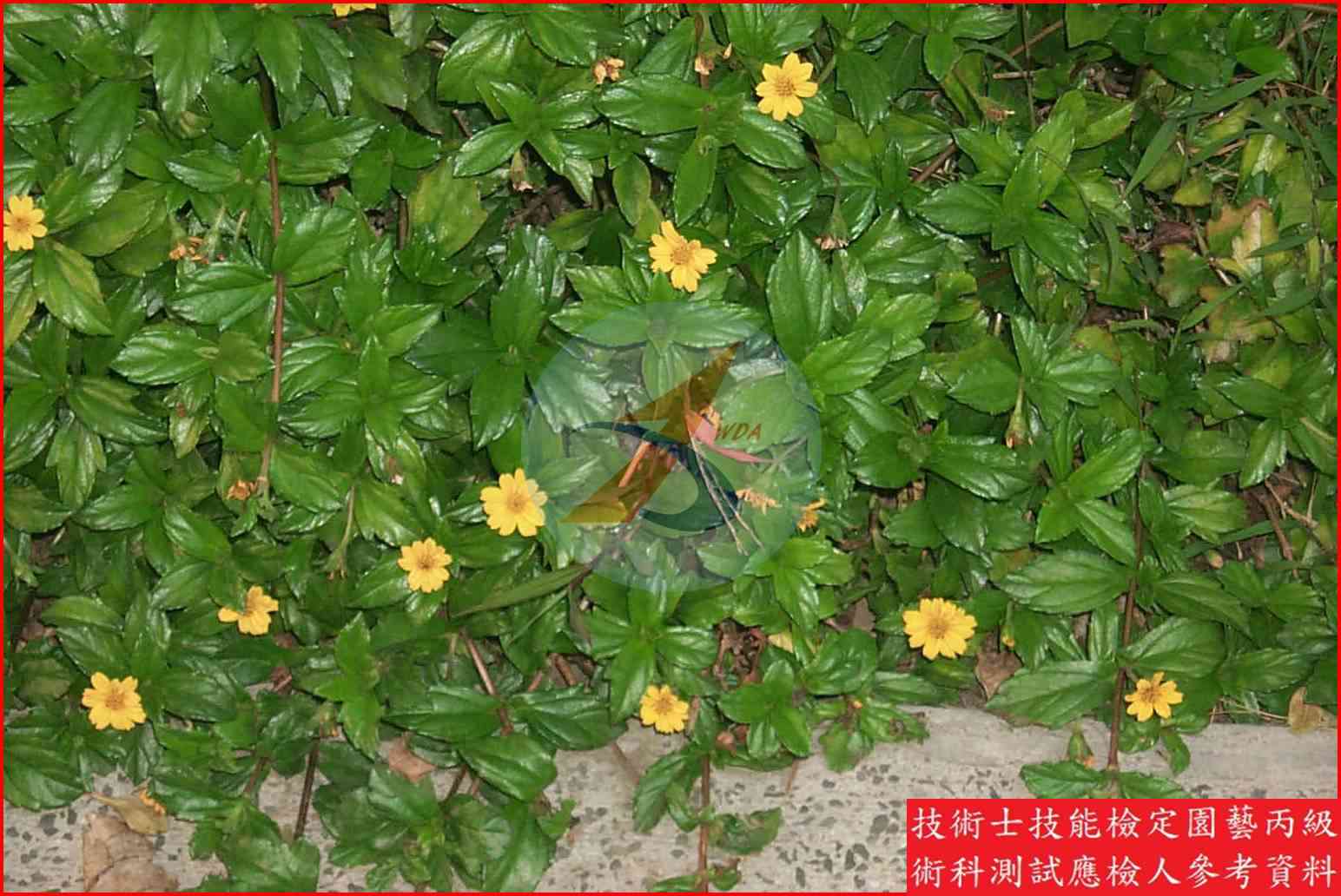 南美蟛蜞菊 園藝丙級識別圖片 3