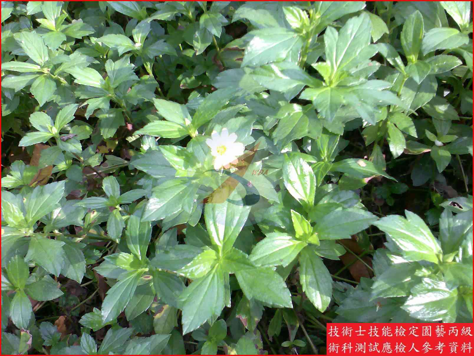 南美蟛蜞菊 園藝丙級識別圖片 4