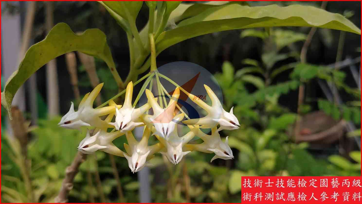 毬蘭 園藝丙級識別圖片 2