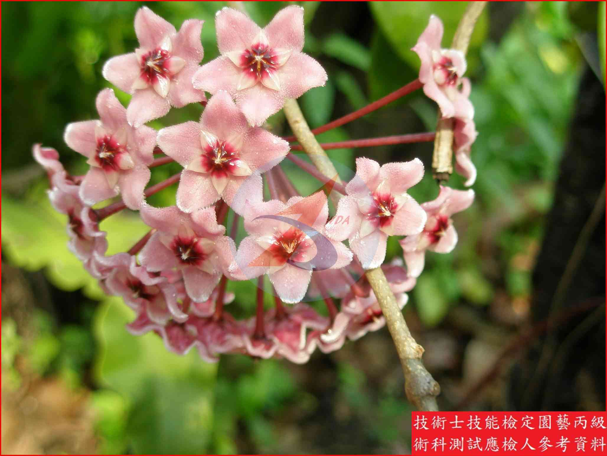 毬蘭 園藝丙級識別圖片 6
