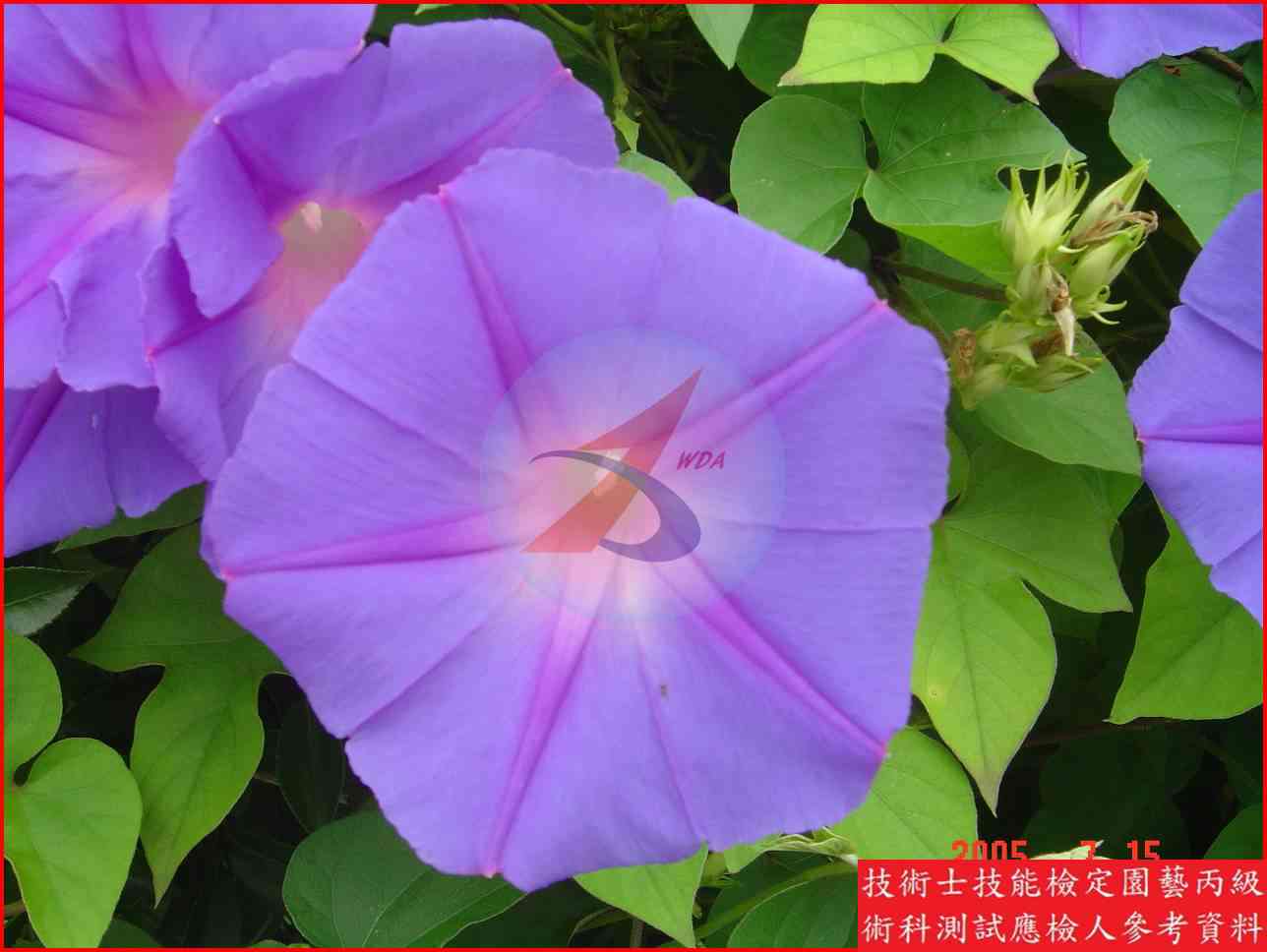 牽牛花 園藝丙級辨識圖片