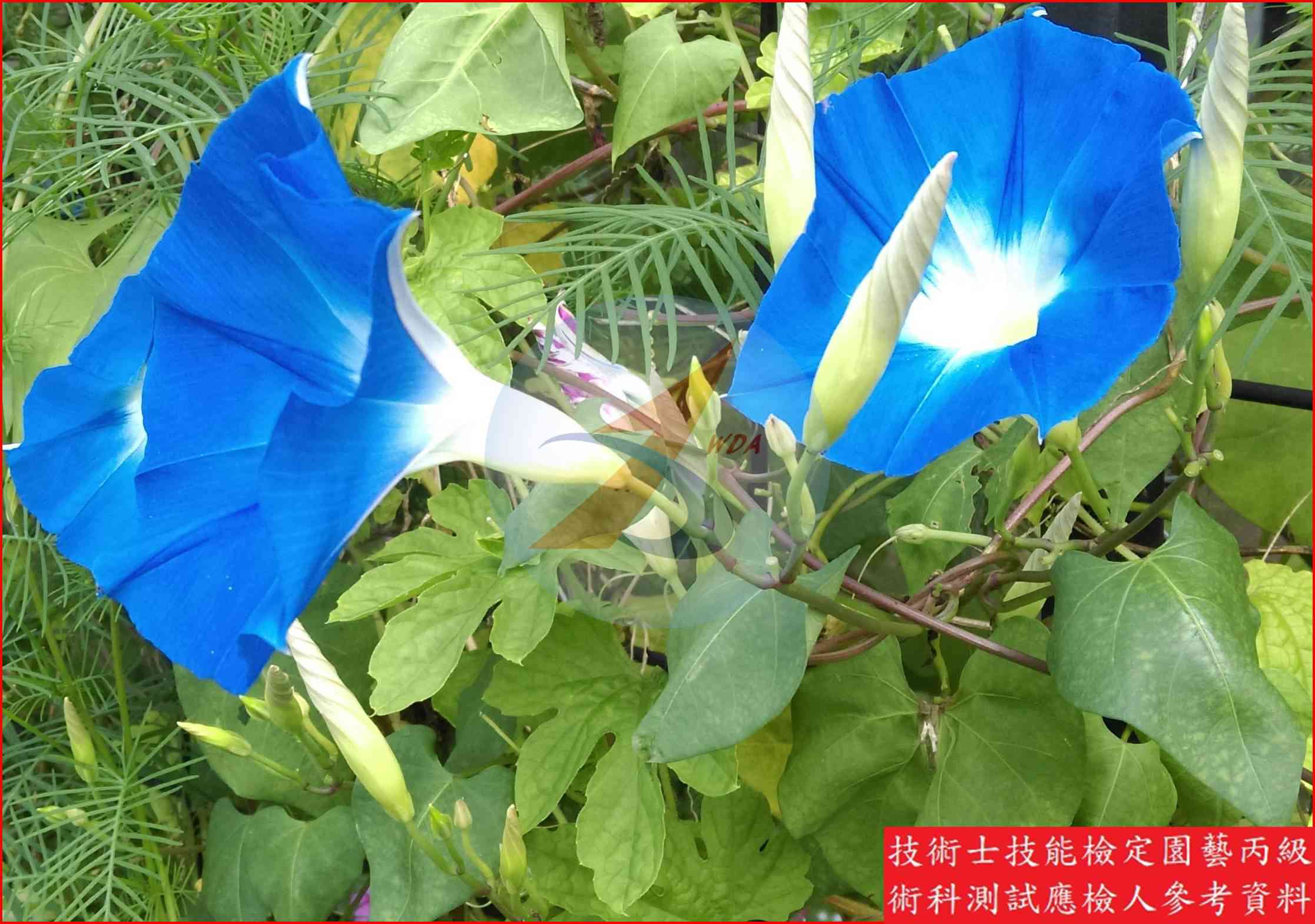 牽牛花 園藝丙級識別圖片 2