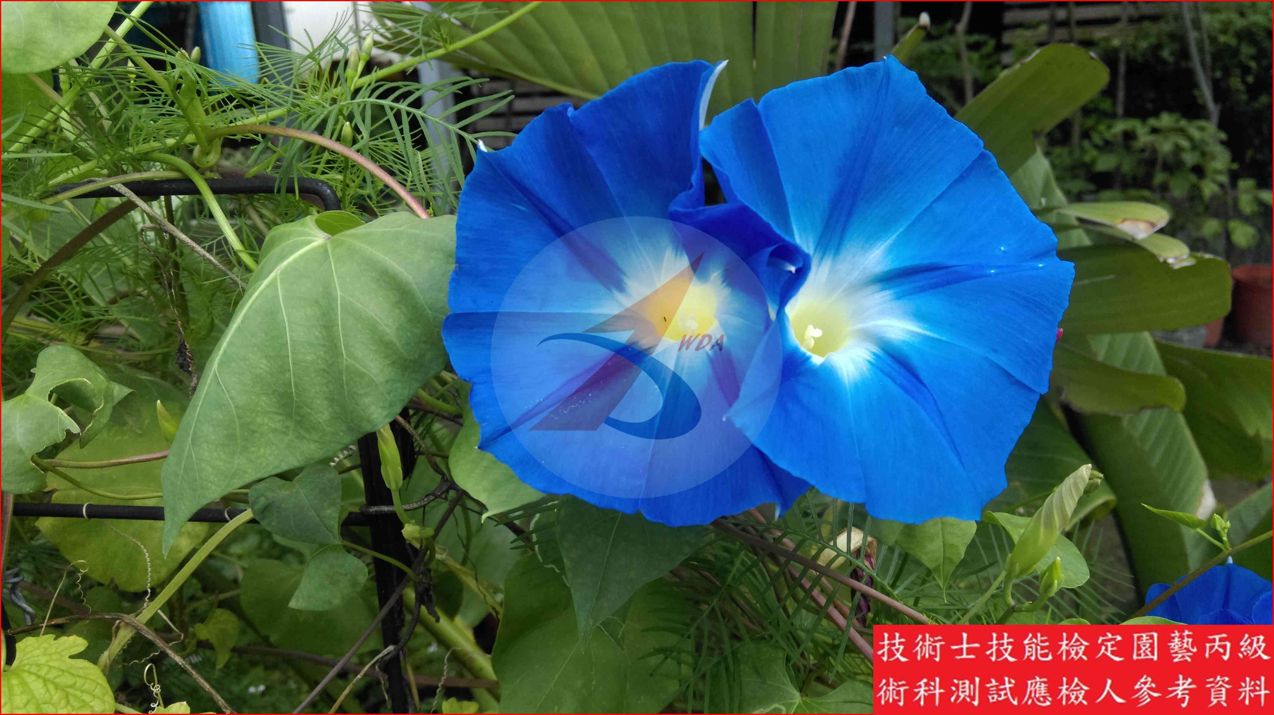 牽牛花 園藝丙級識別圖片 3