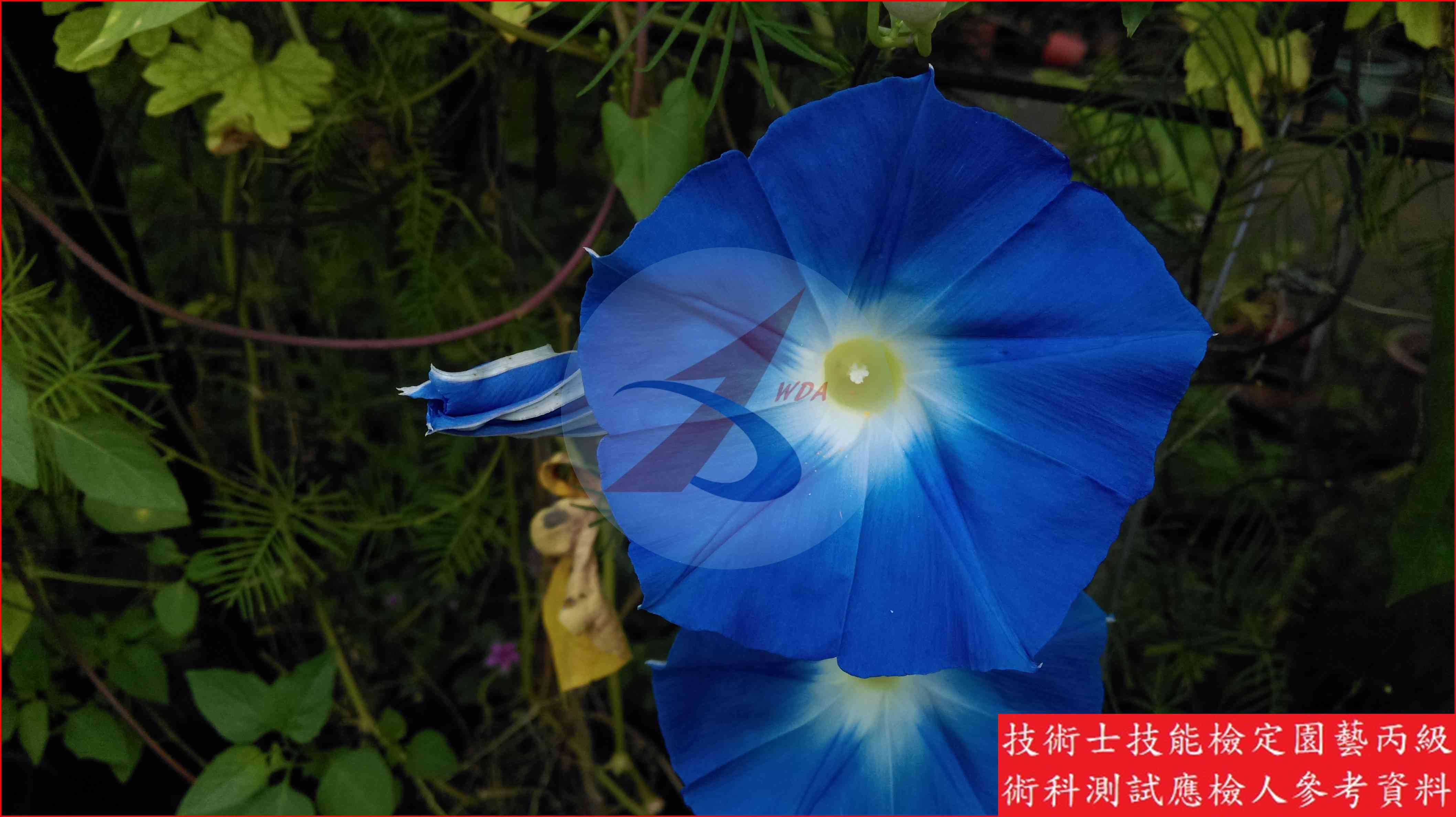 牽牛花 園藝丙級識別圖片 4
