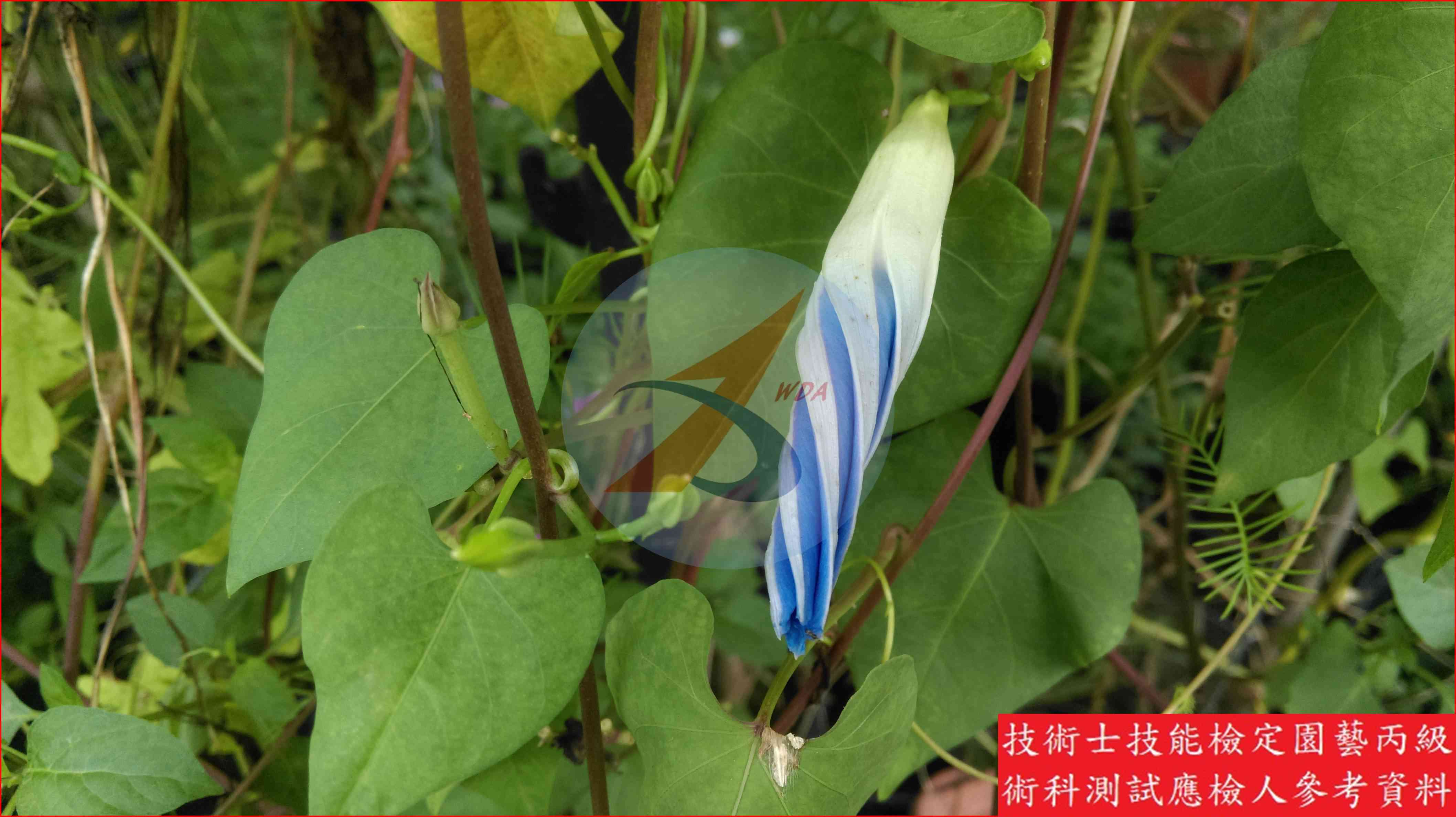 牽牛花 園藝丙級識別圖片 5