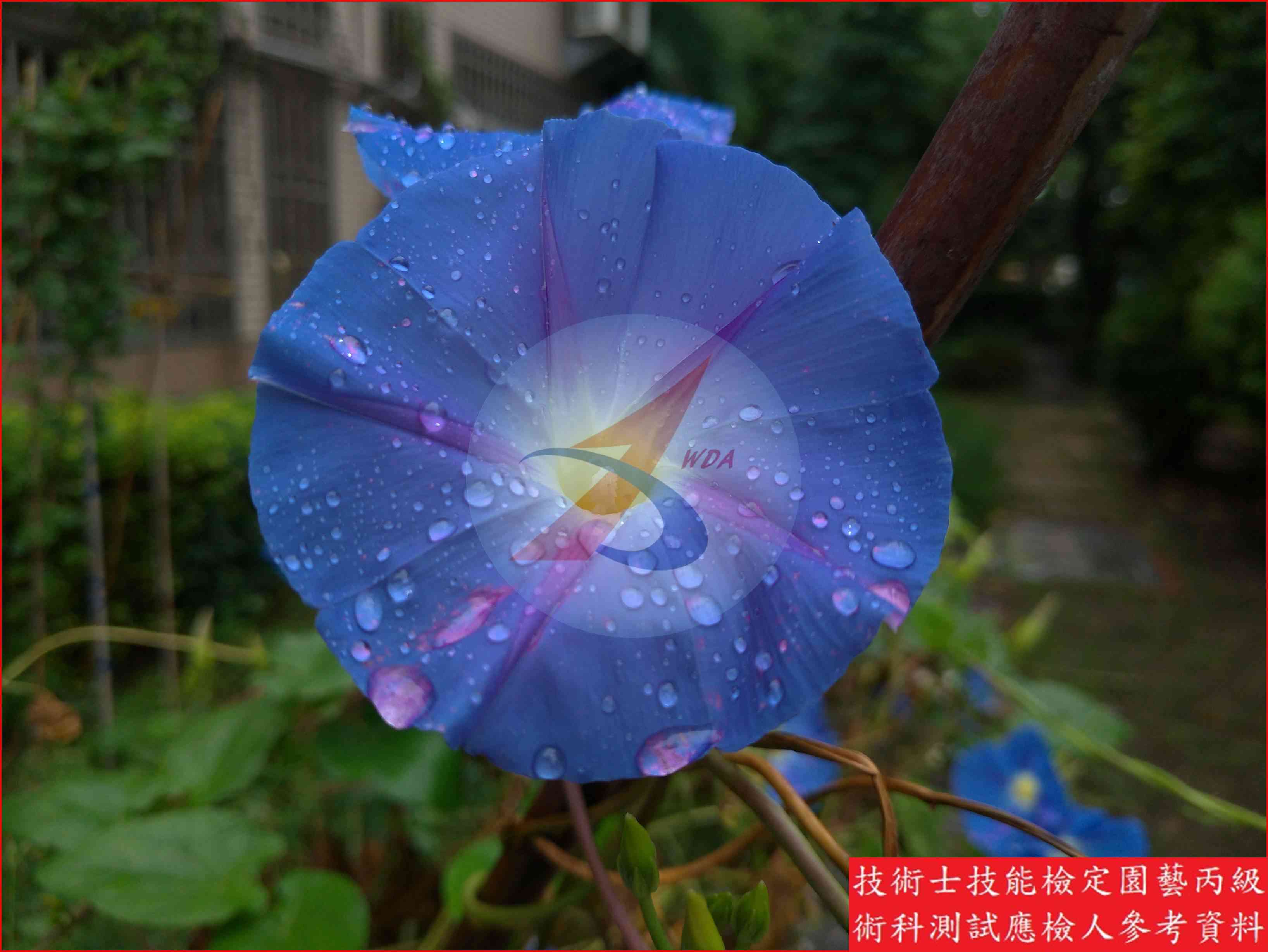 牽牛花 園藝丙級識別圖片 6
