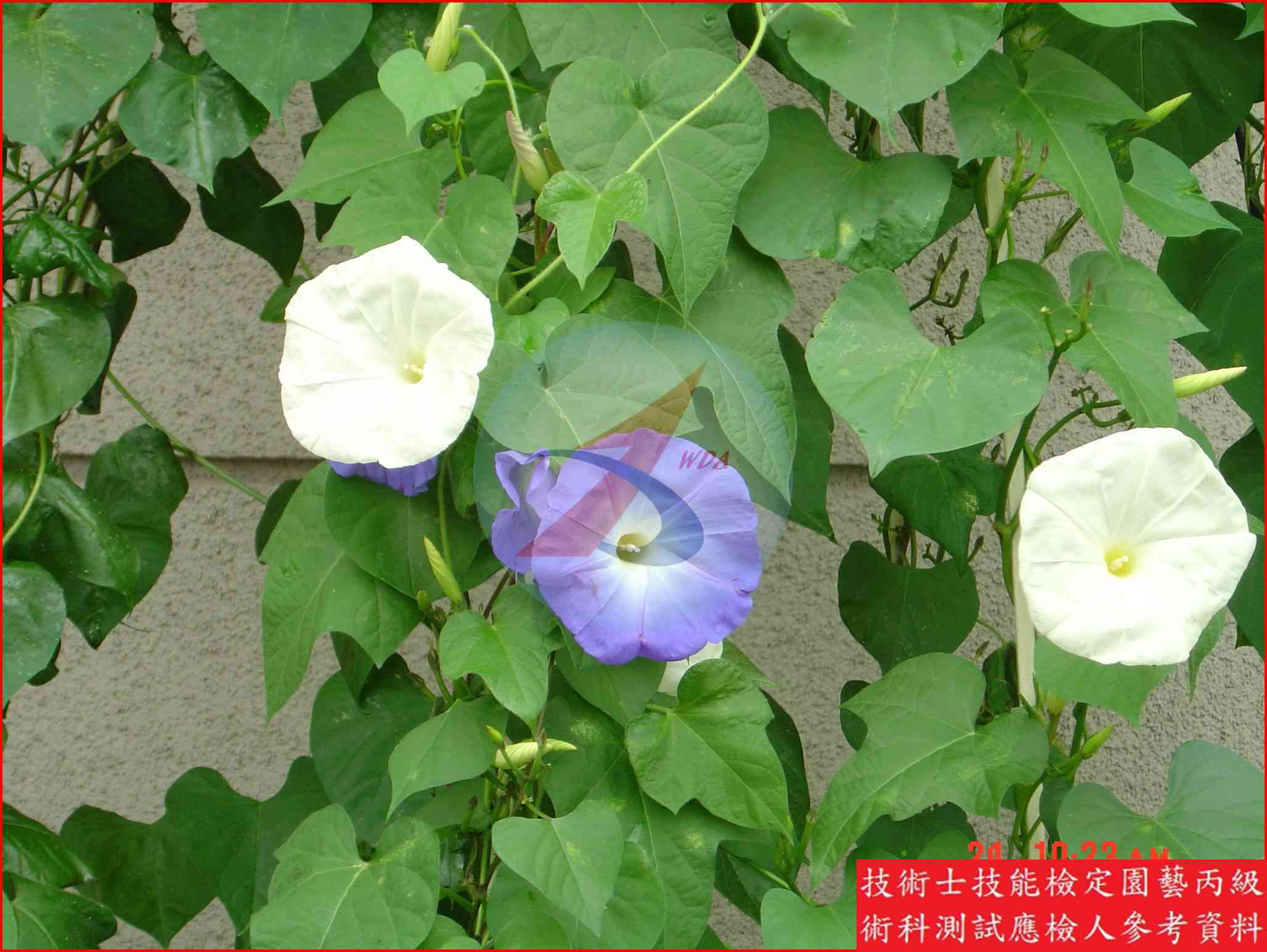 牽牛花 園藝丙級識別圖片 7
