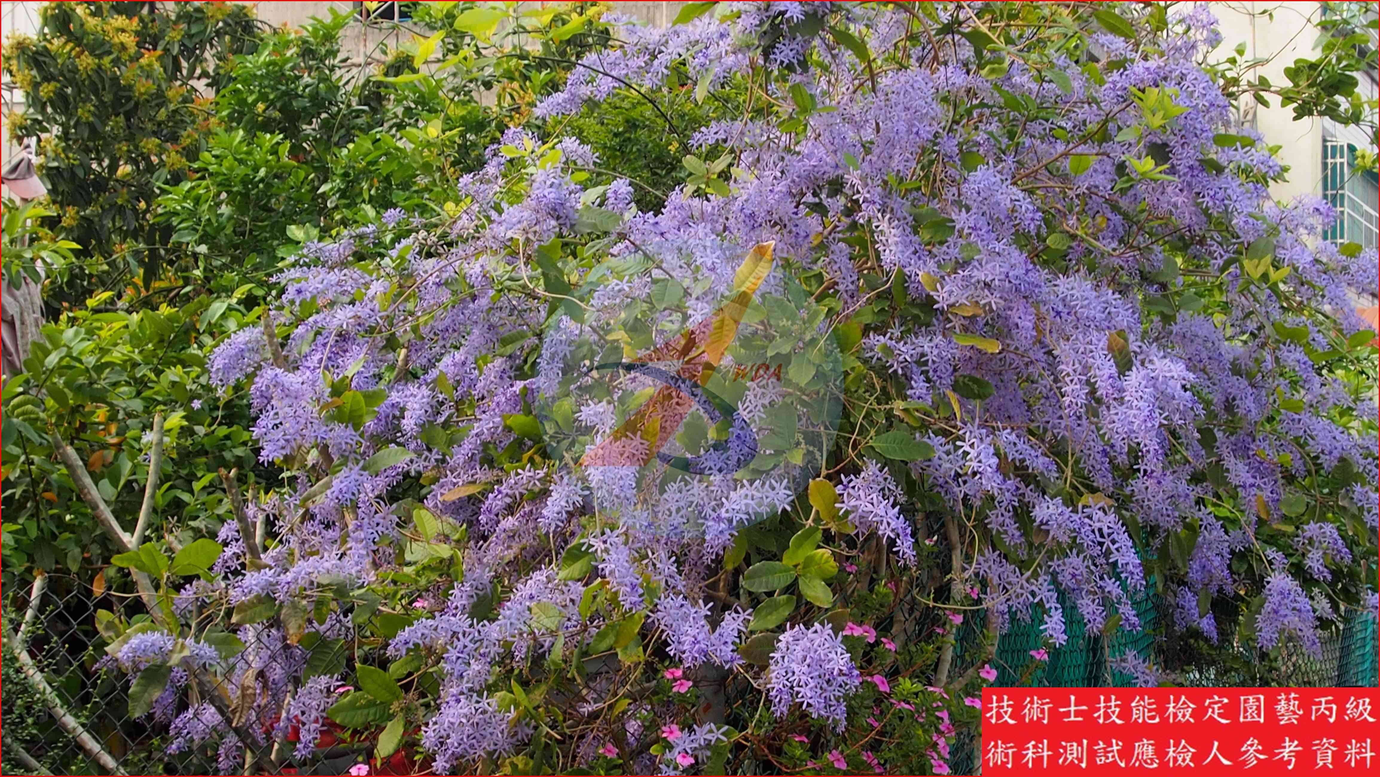 錫葉藤 園藝丙級識別主圖