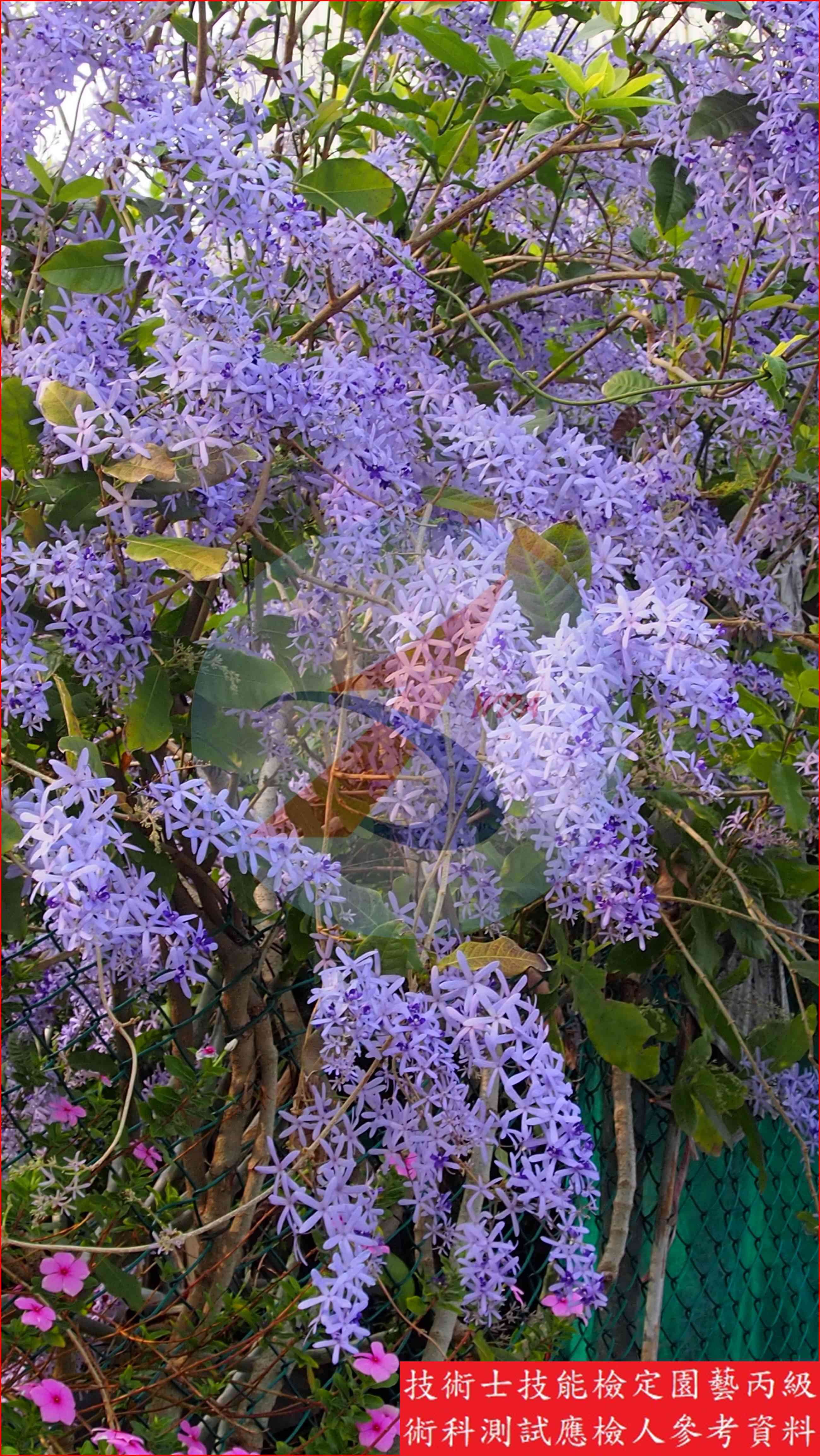 錫葉藤 園藝丙級識別圖片 3